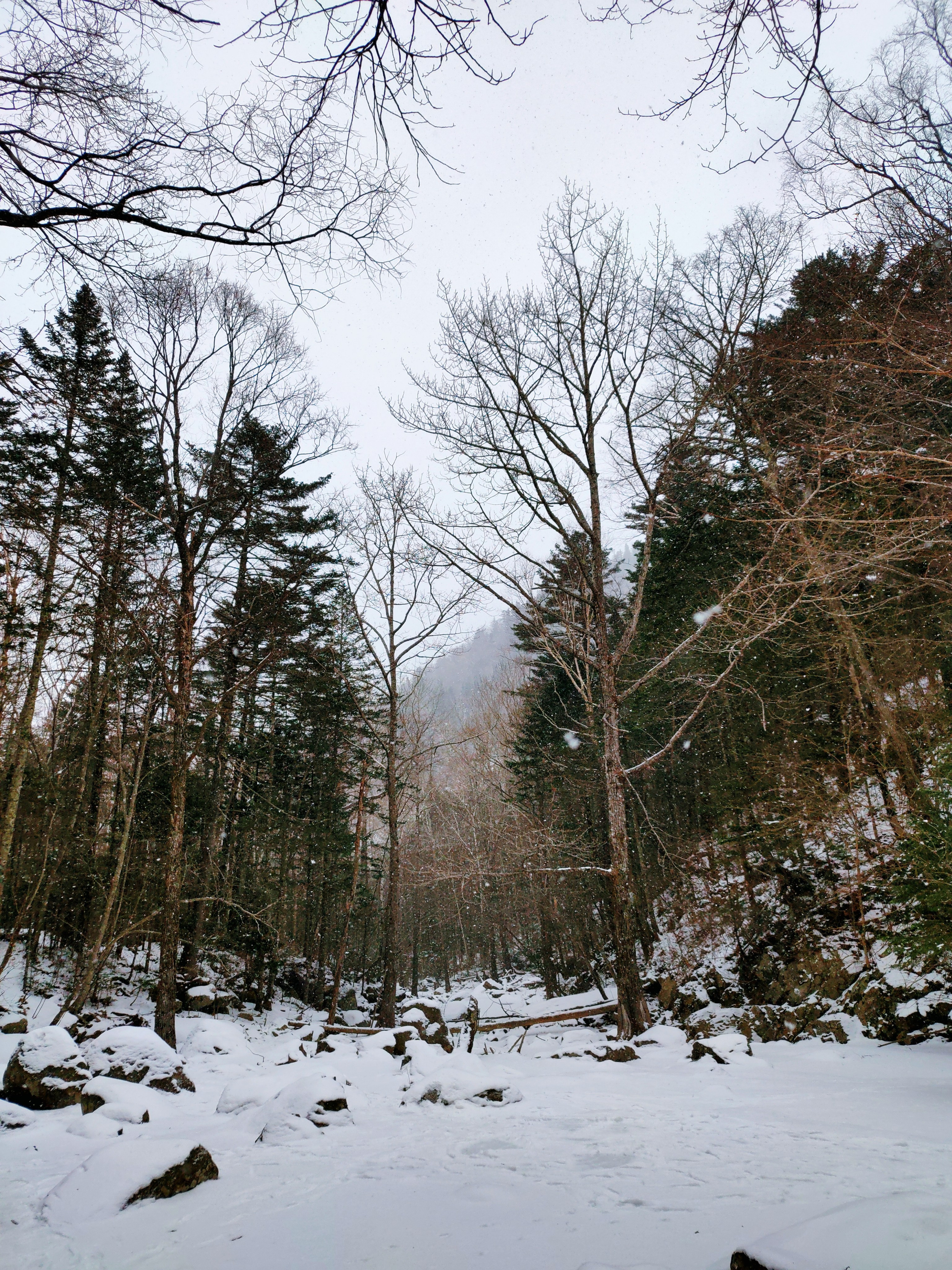 Дорога в лесу, ведущая к беседке ушуистов - достопримечательность Приморского края