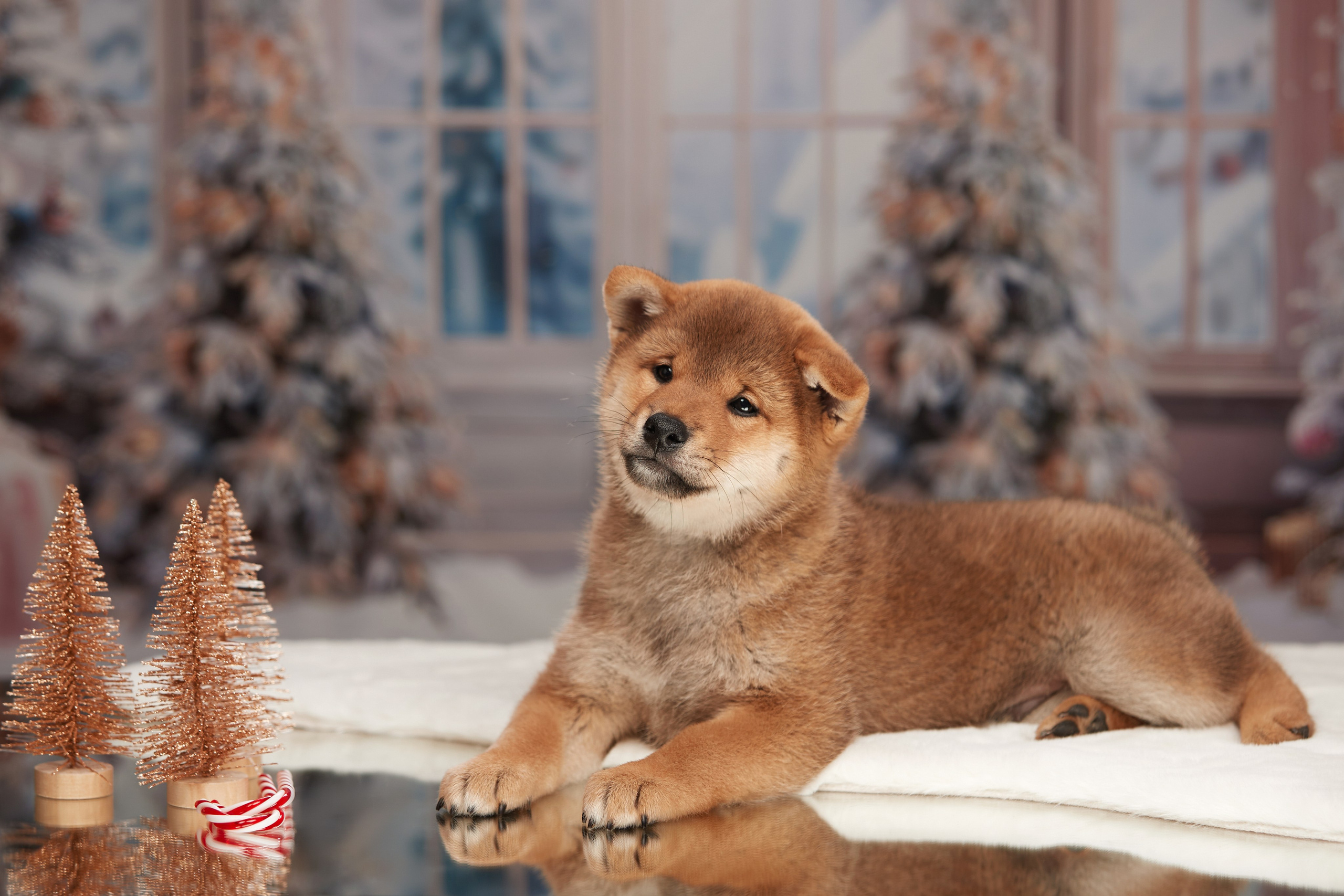 Малыши чихуахуа готовятся к Новому году. Новая коллекция праздничных фонов. ФОТОГРАФ-АНИМАЛИСТ l LANA POLYAKOVA