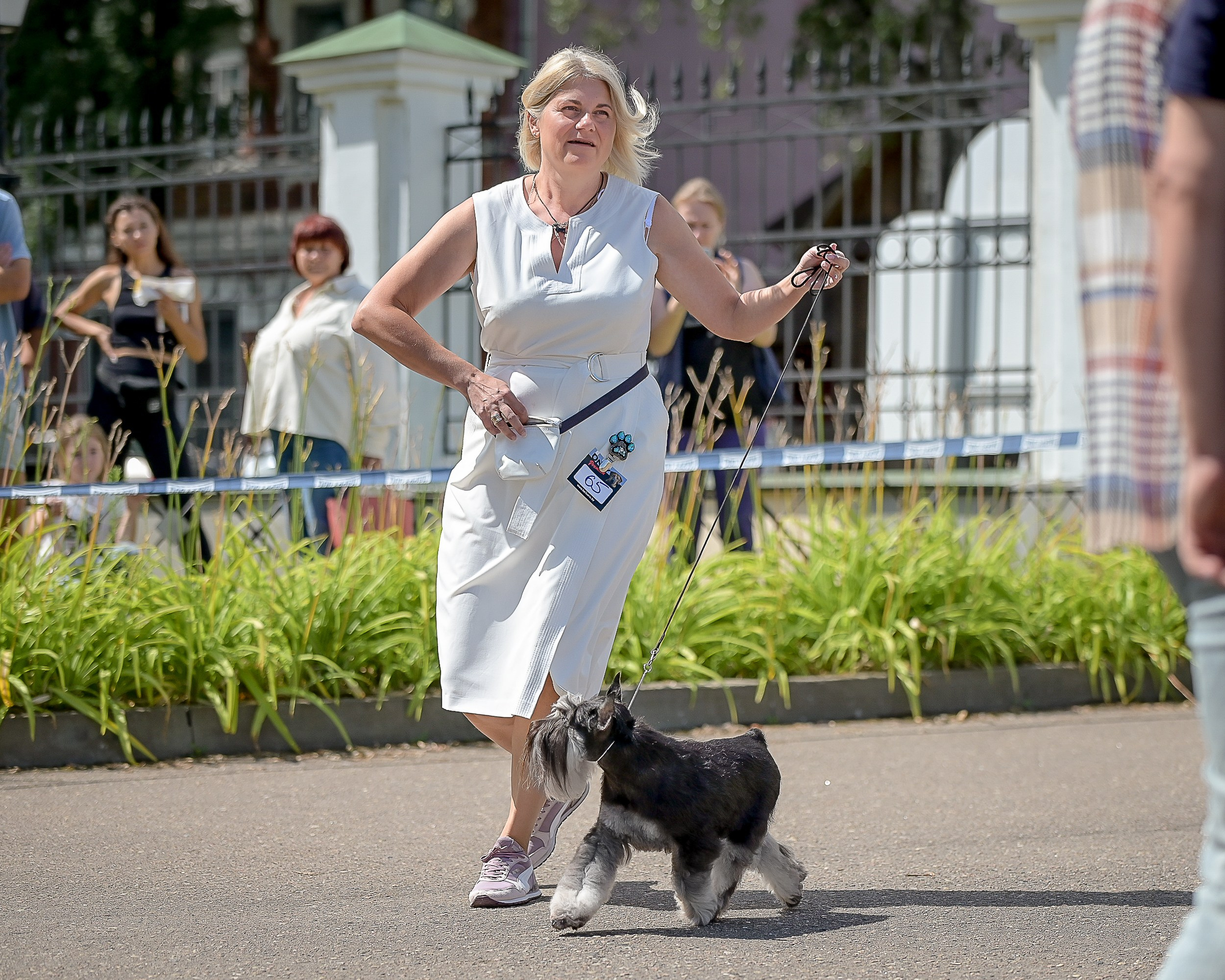 Софи/Asson Ari Vivien Marceau. Питомник цвергшнауцеров в Беларуси «Делинсо Бэлэнс»