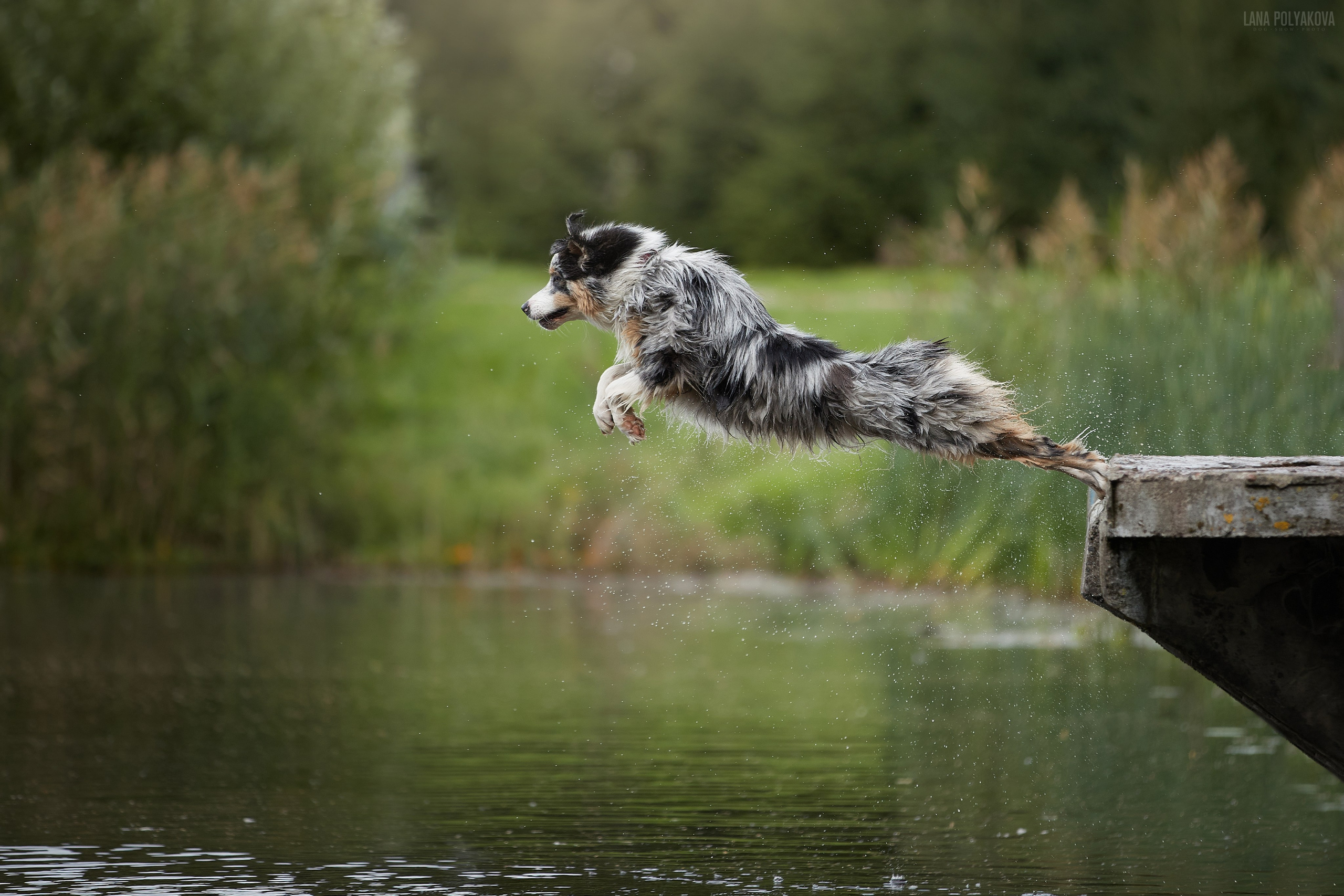 ВЫЕЗДНЫЕ ФОТОСЕССИИ СОБАК. ФОТОГРАФ-АНИМАЛИСТ l LANA POLYAKOVA