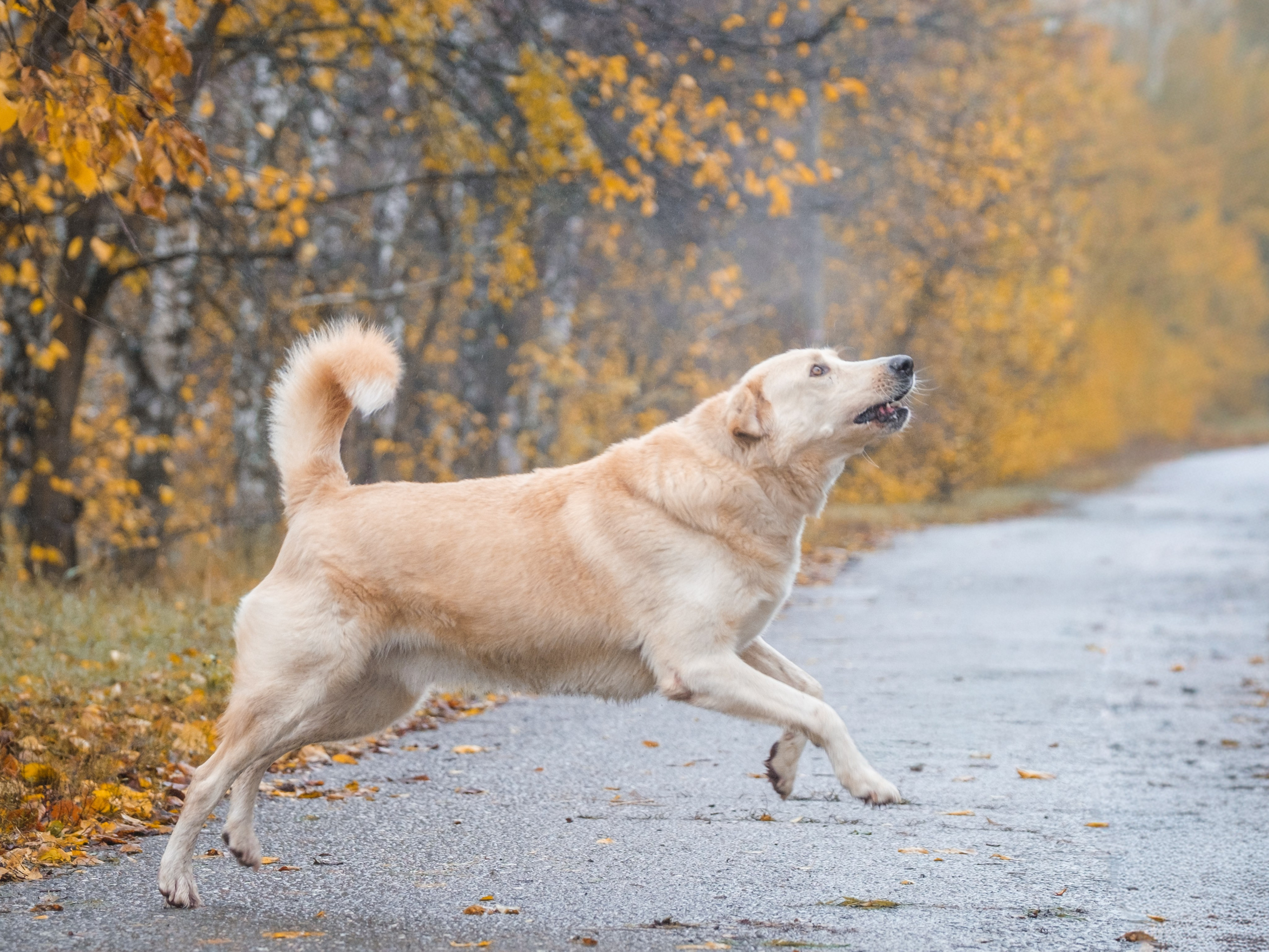 Съемки для пристройства!. Зоофотограф, фотограф животных в Москве и области Дина Дамоцева