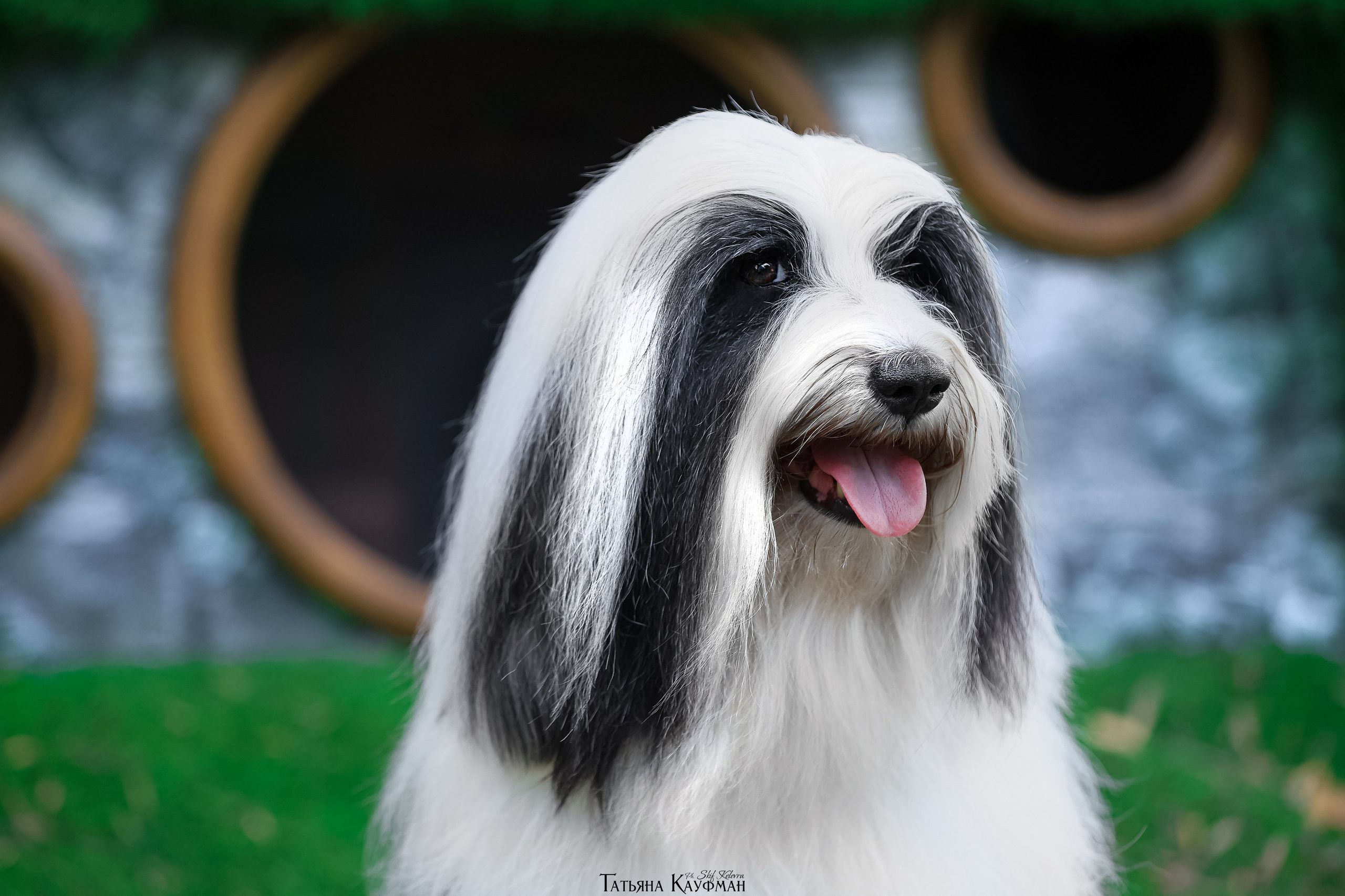 Тибетские терьеры. Фотограф Анималист из Новосибирска Татьяна Кауфман