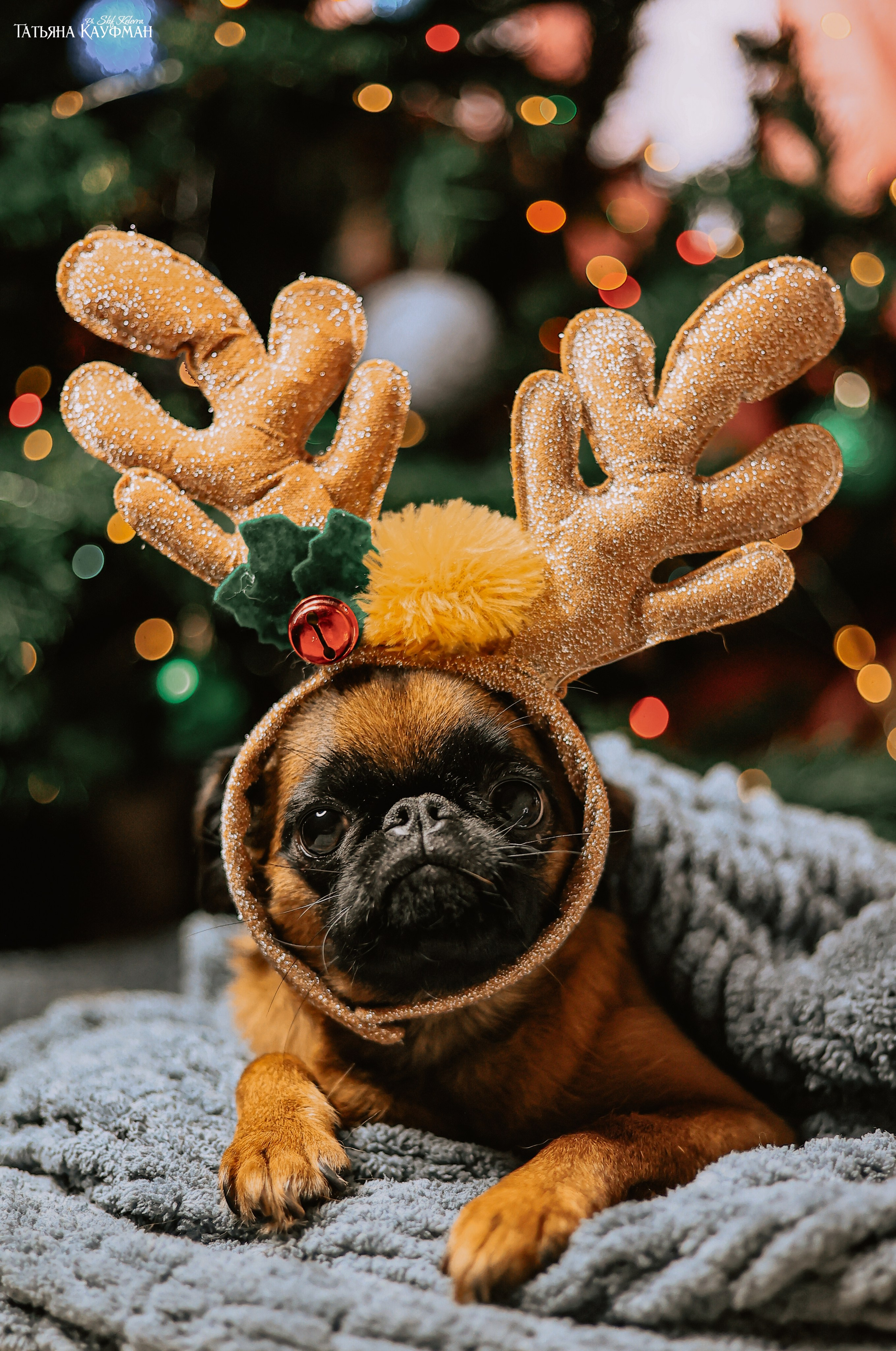 Малый брабансон, фотография брабансон, красивая собака, фотограф анималист, фотокурс Анималистика, научиться фотографировать собак, фотограф Новосибирск