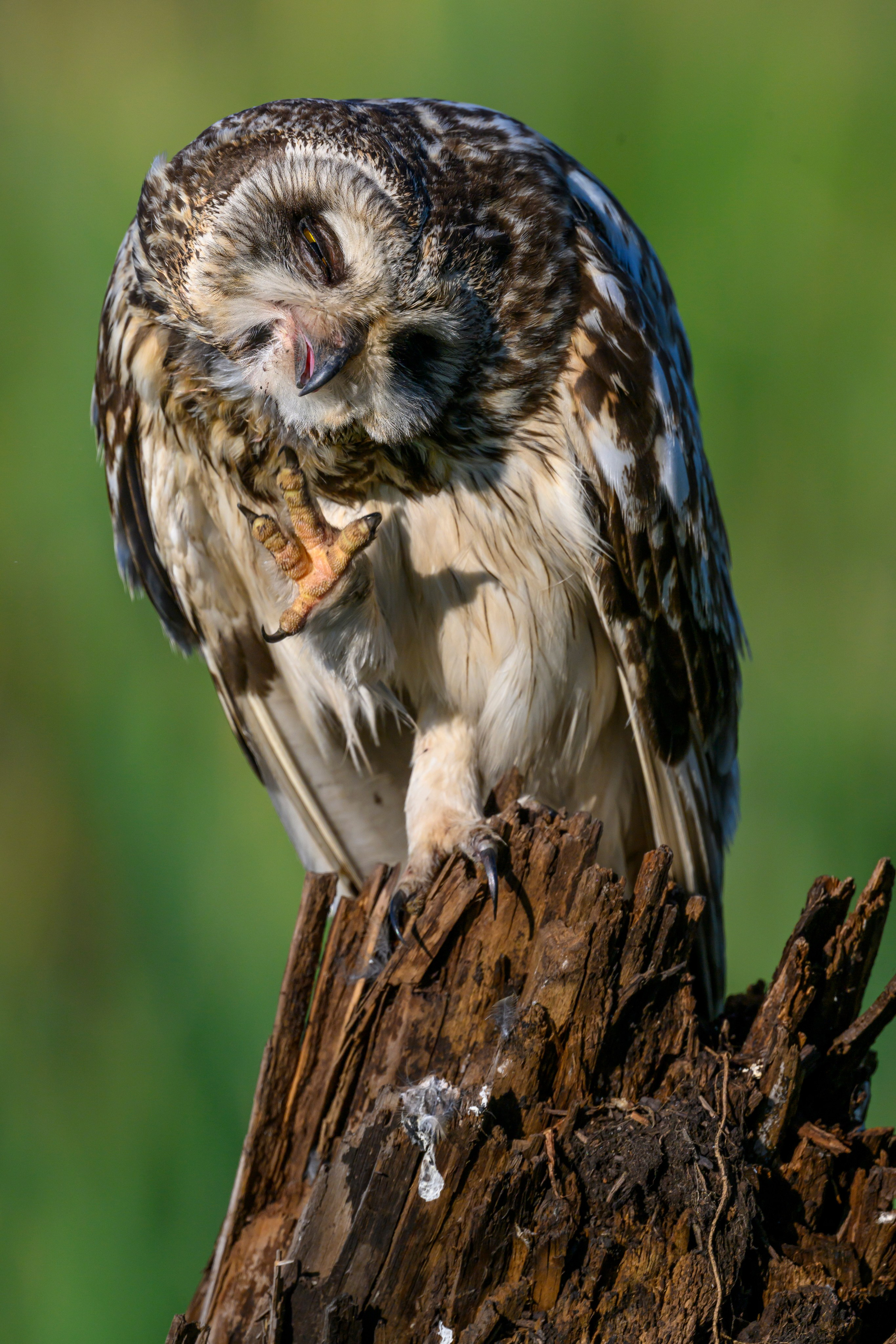 Портреты совы. Owl Portraits. Wildlife photography by Sergey Puponin