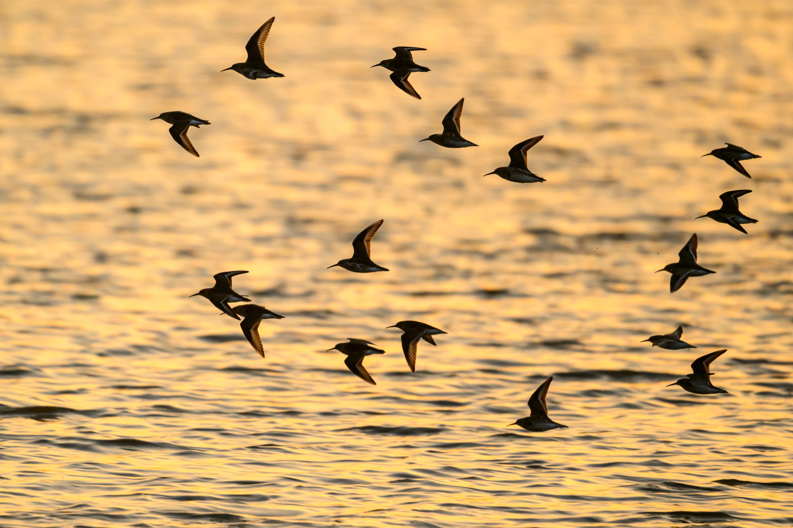 Фифи на рассвете. Wood sandpiper at dawn. Фотограф Сергей Пупонин