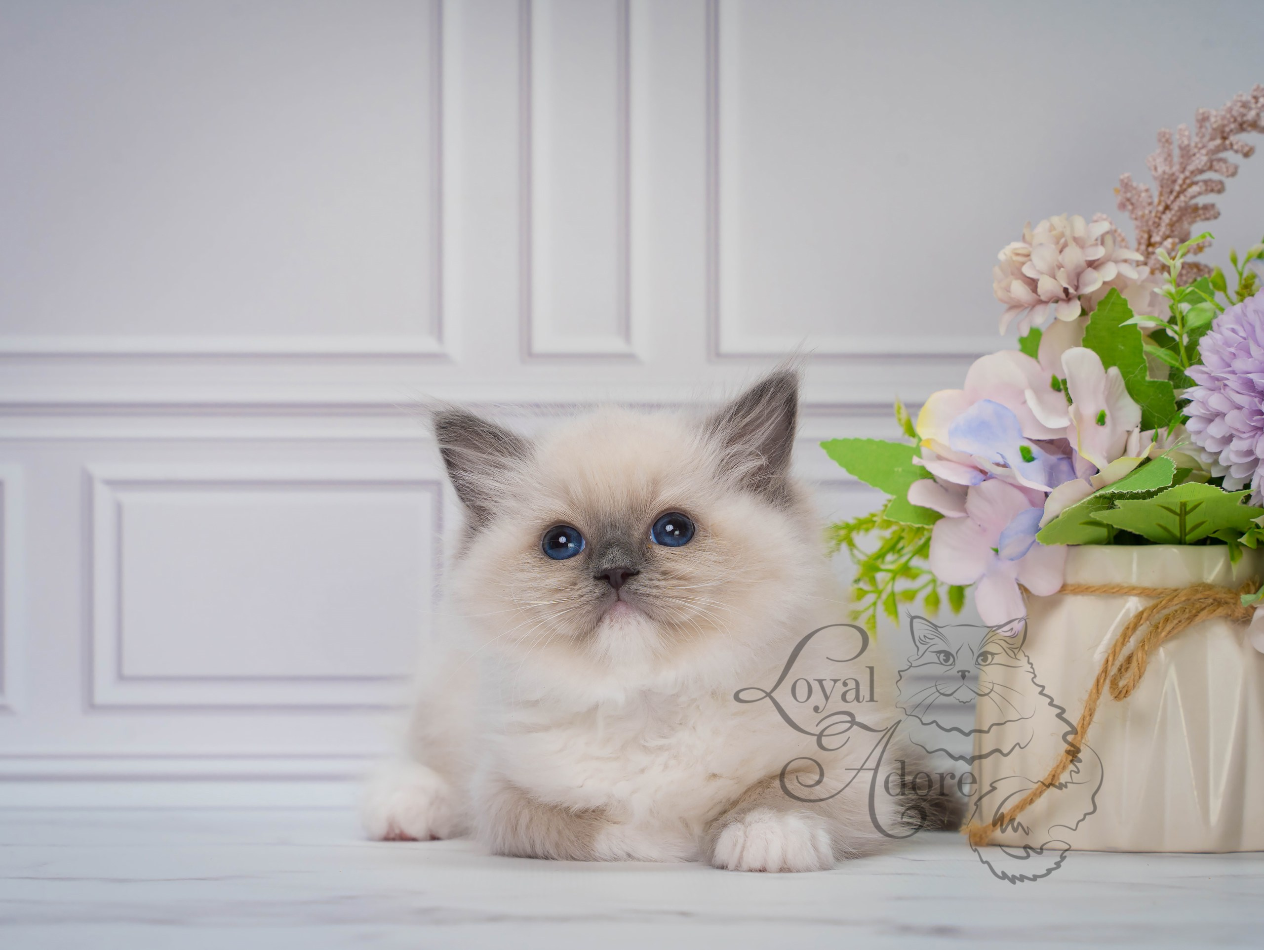Котята рэгдолл от Loyal Adore. Питомник рэгдолл Loyal Adore