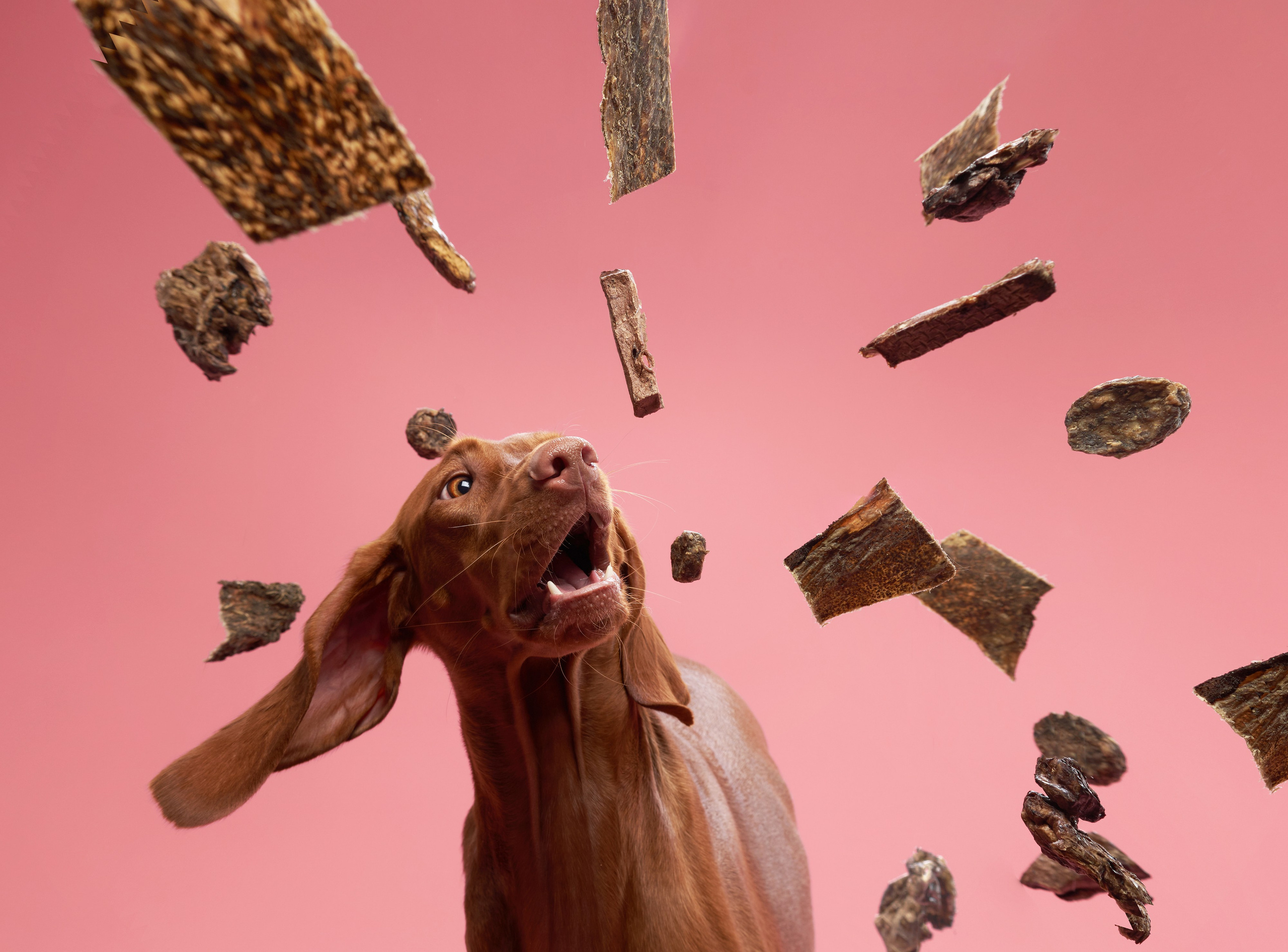 Pet Advertising Photography | Commercial Shoots with Dogs & Cats. Dog photographer Averianova Anna — Art photography of dogs