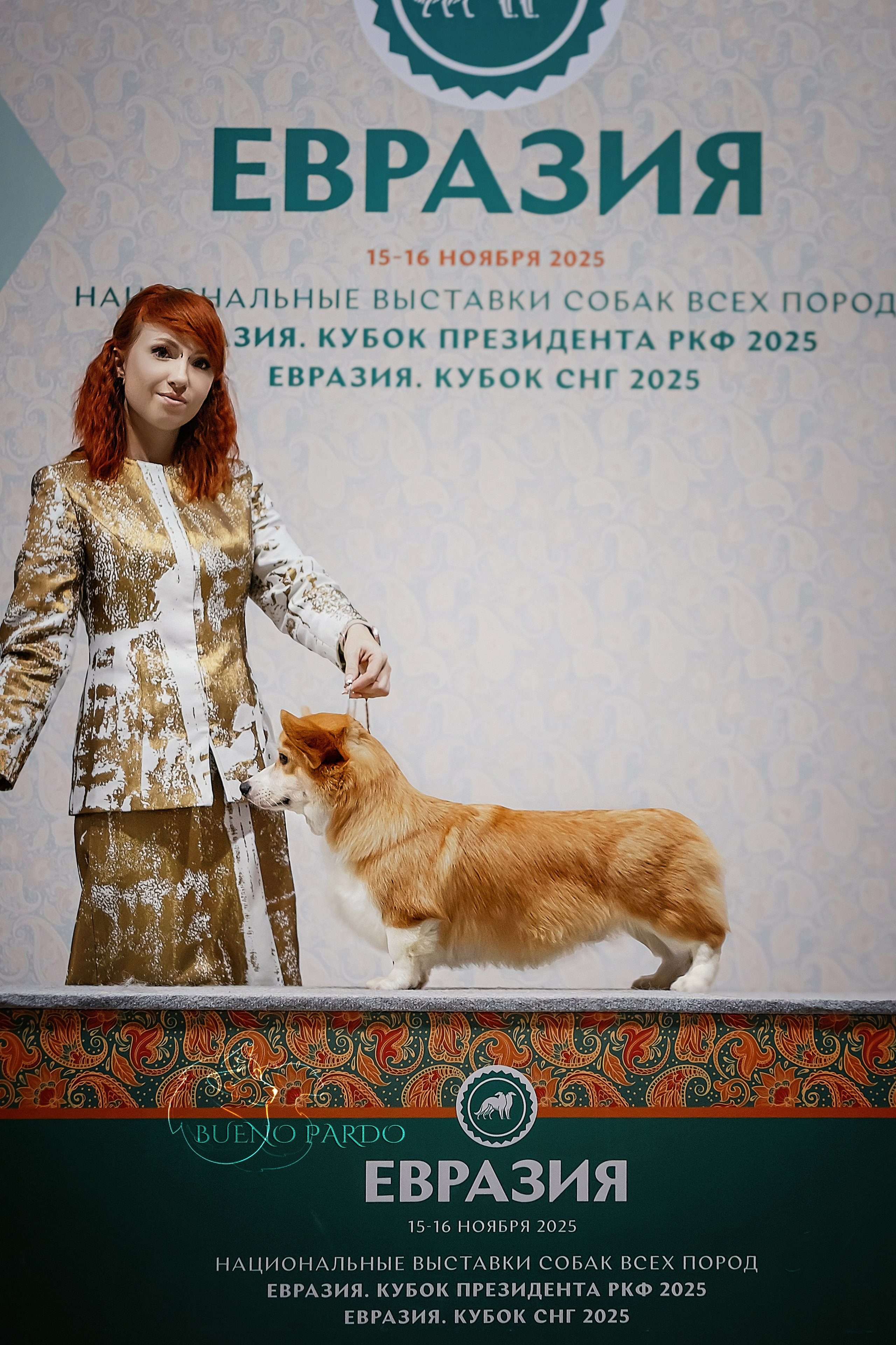 КОРГИ. Kawaii Kuma питомник собак пород Корги пемброк, Акита ину, Сиба