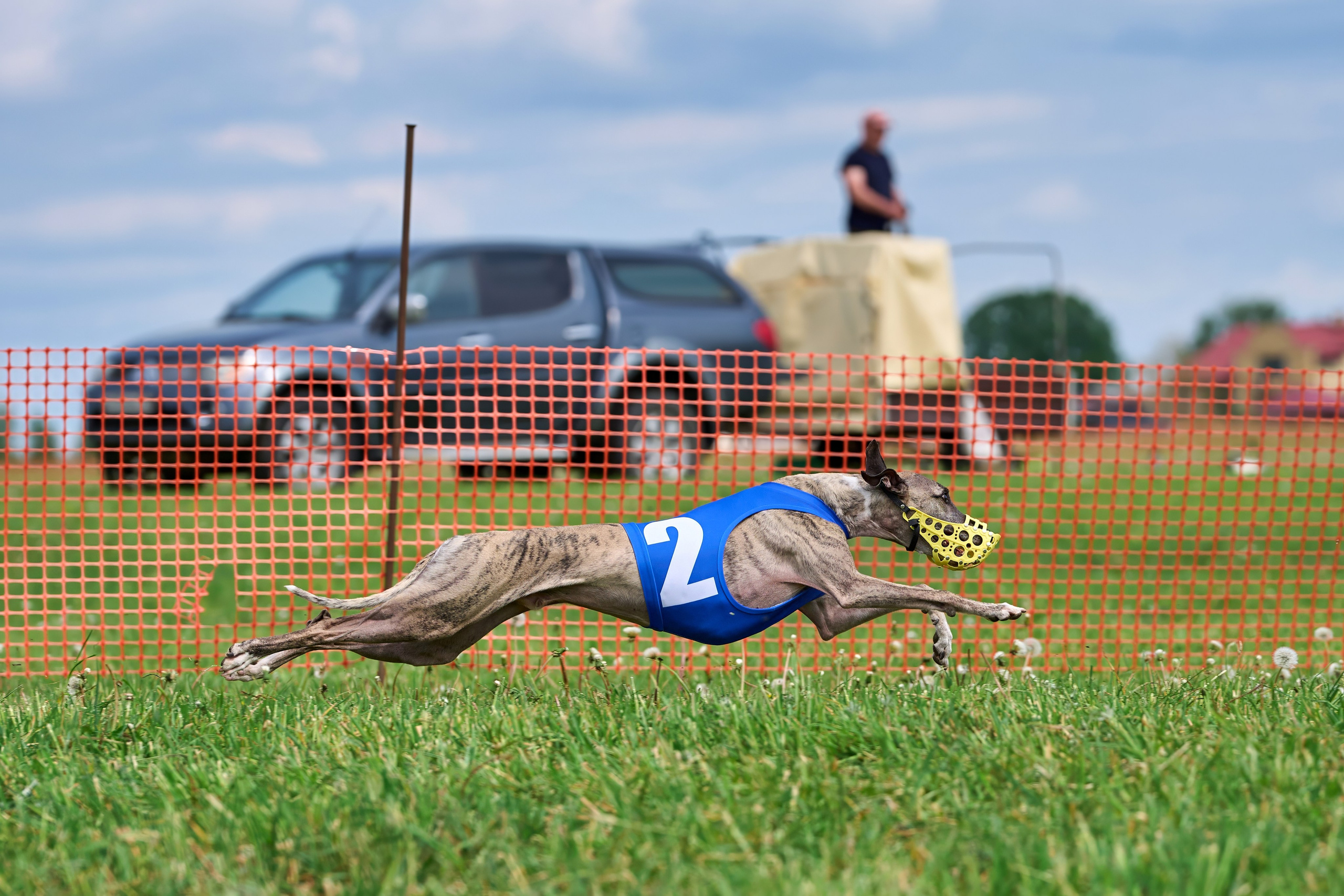 Квалификация по рейсингу. РАЛББ и Курсинг на Ярославке. Фотограф-анималист Михаил Манухин