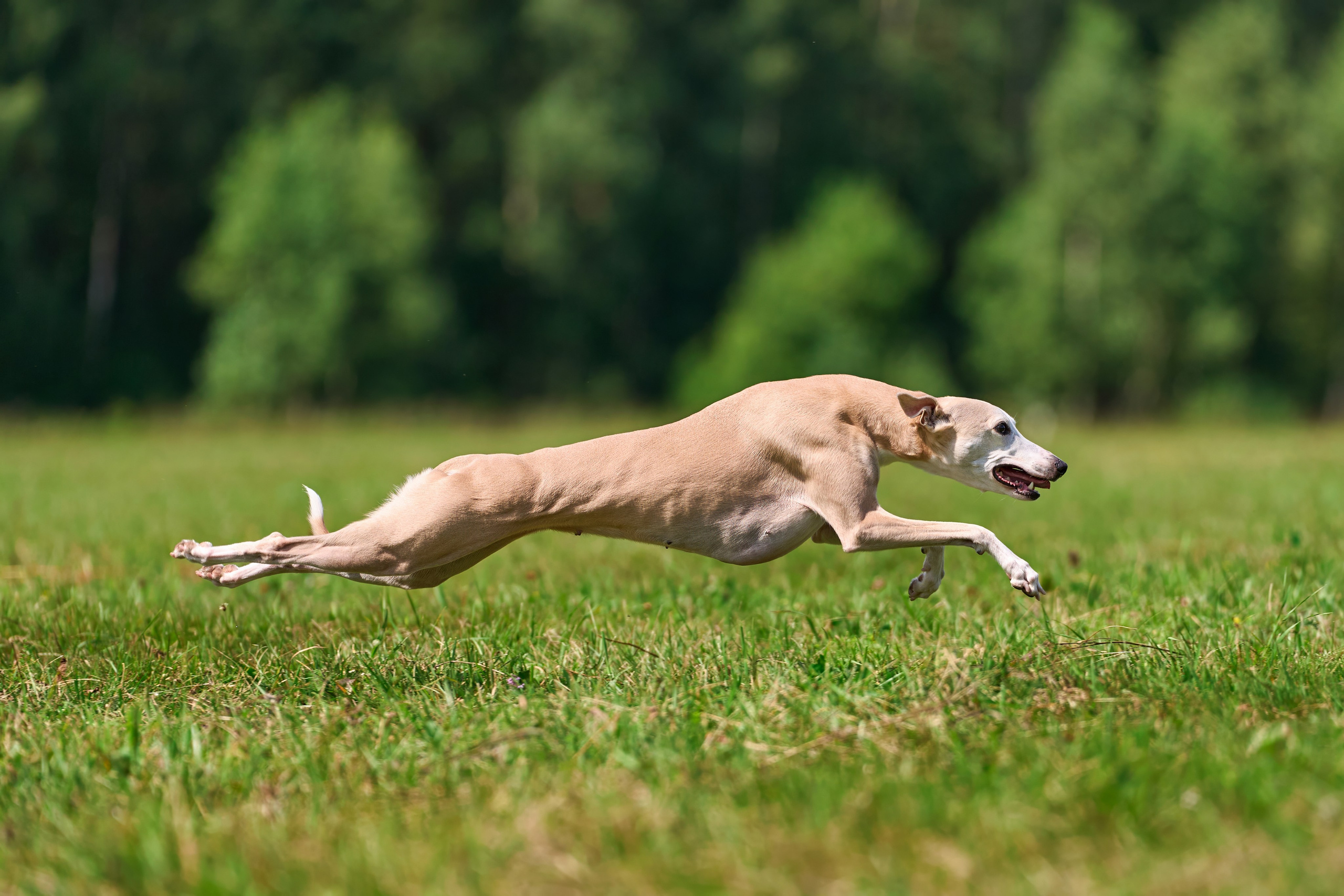 Тренировка в Донино. Фотограф-анималист Михаил Манухин