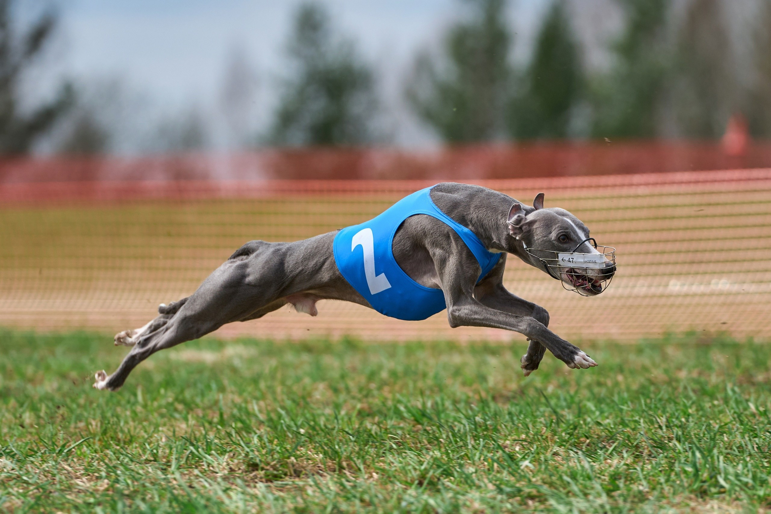 Квалификация по рейсингу. Фотограф-анималист Михаил Манухин