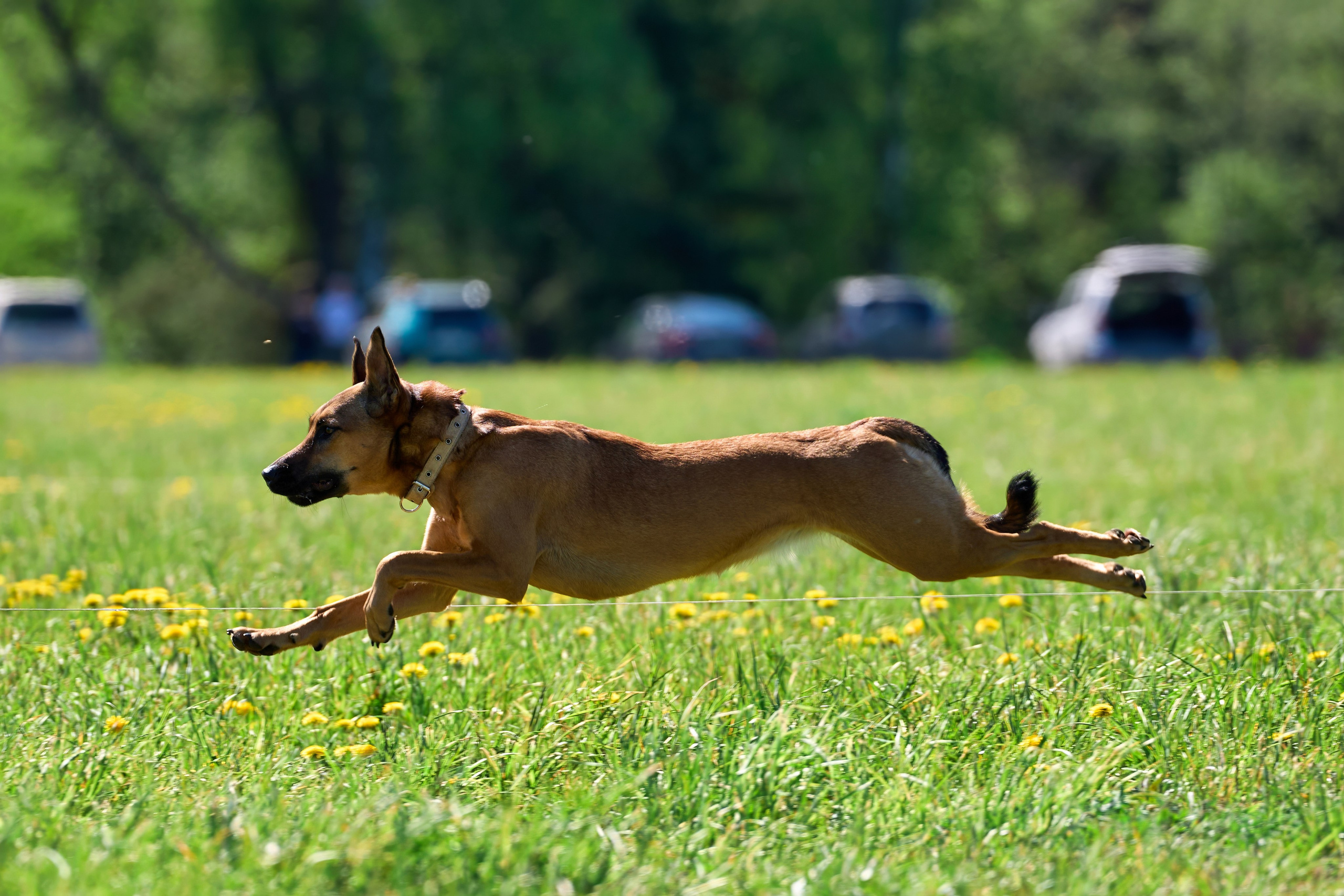 Тренировка по курсингу «на Ярославке». Фотограф-анималист Михаил Манухин
