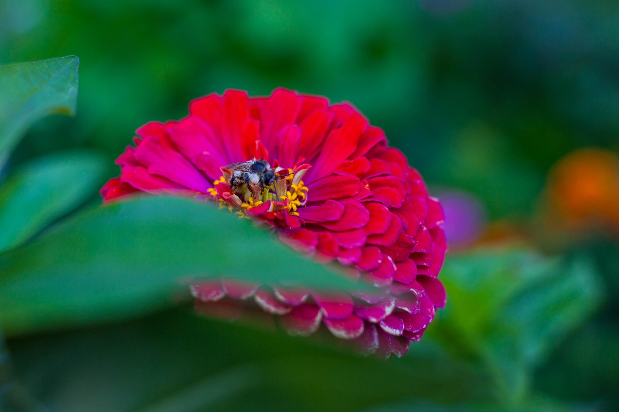 Провожаю лето. Slavilada-Лапки. Свет. Любовь… Профессиональная фотосессия питомцев Для памяти, пристройства и продажи. Хабаровск