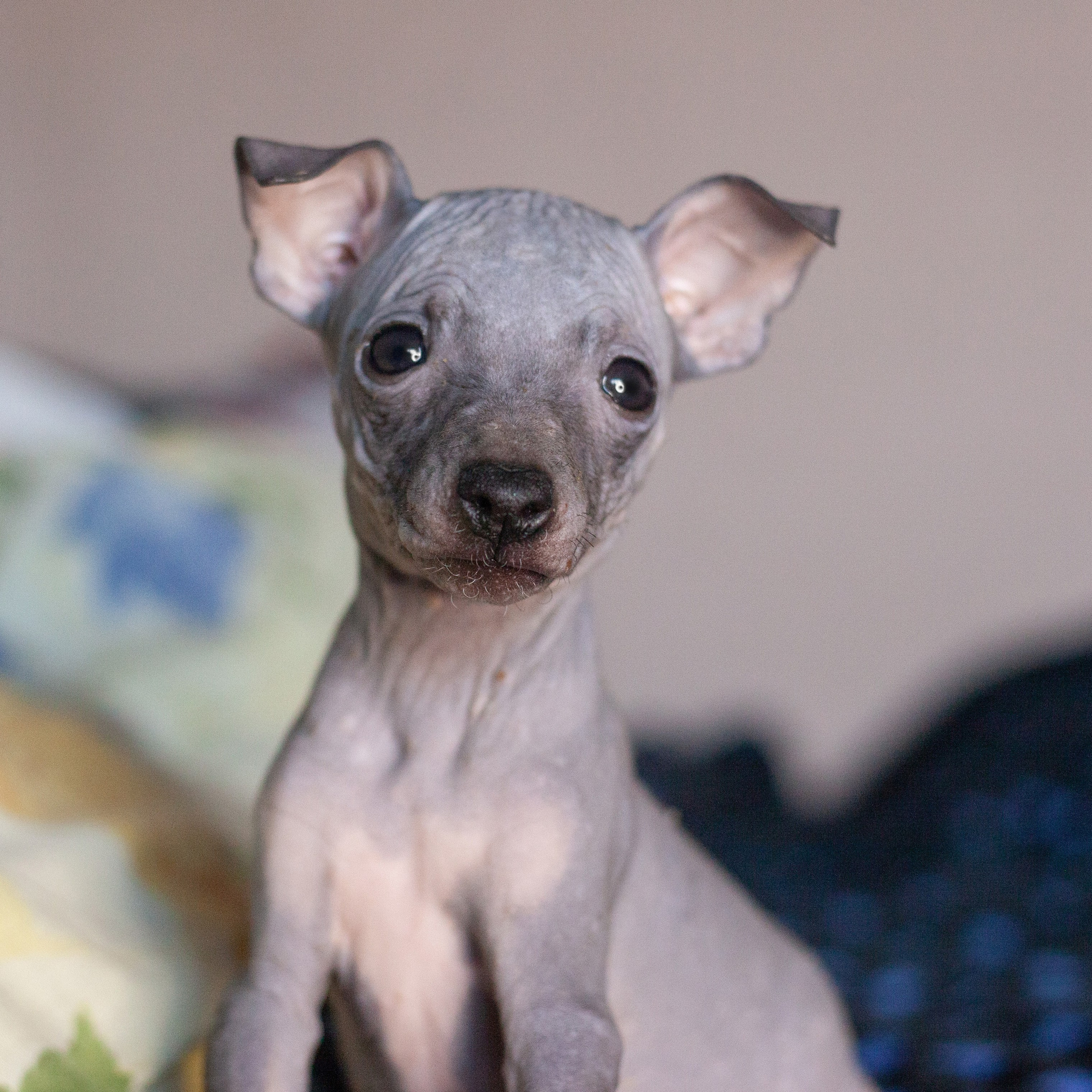Щенки. Slavilada-Лапки. Свет. Любовь… Профессиональная фотосессия питомцев Для памяти, пристройства и продажи. Хабаровск