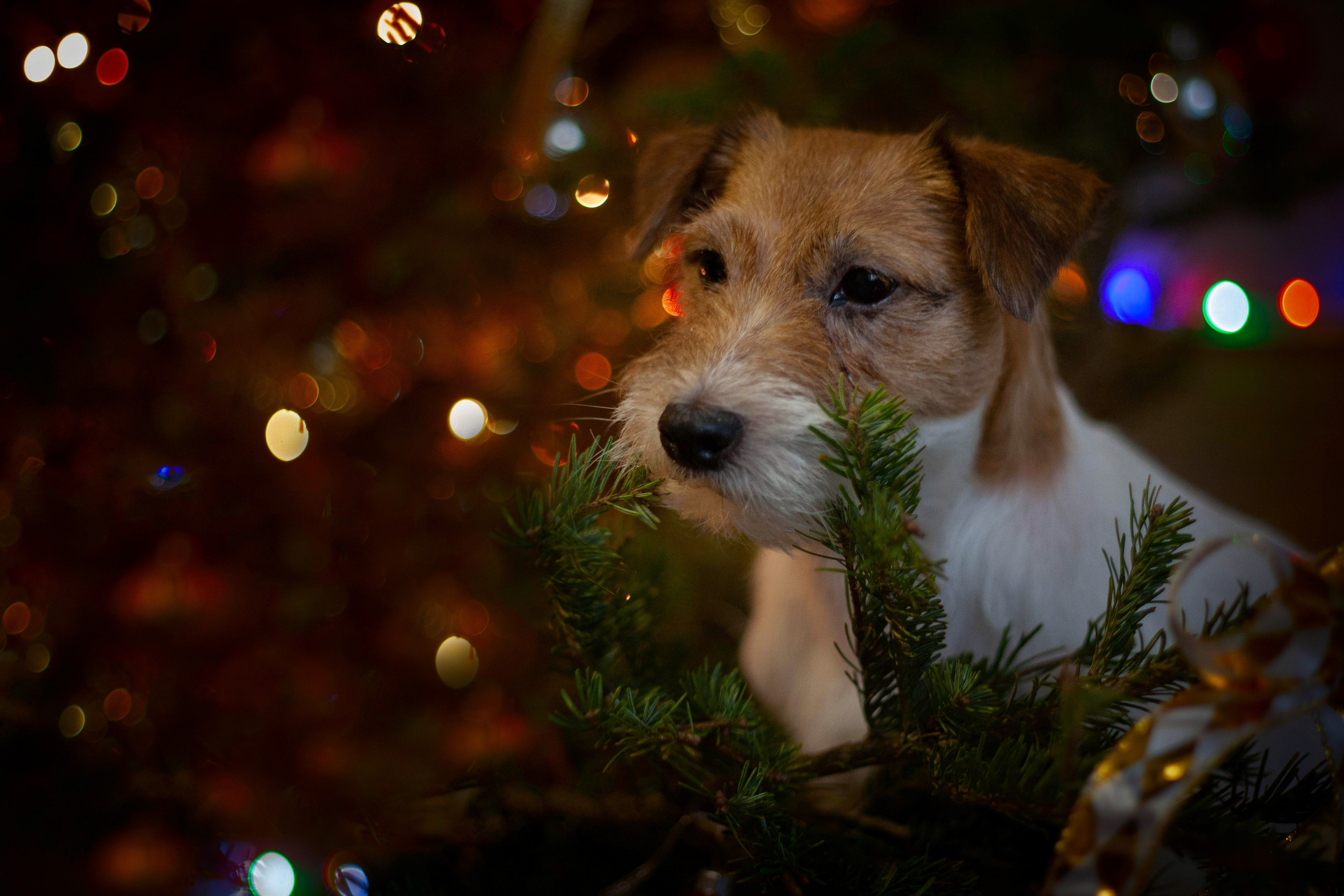 Собаки в домашних условиях. Slavilada-Лапки. Свет. Любовь… Профессиональная фотосессия питомцев Для памяти, пристройства и продажи. Хабаровск