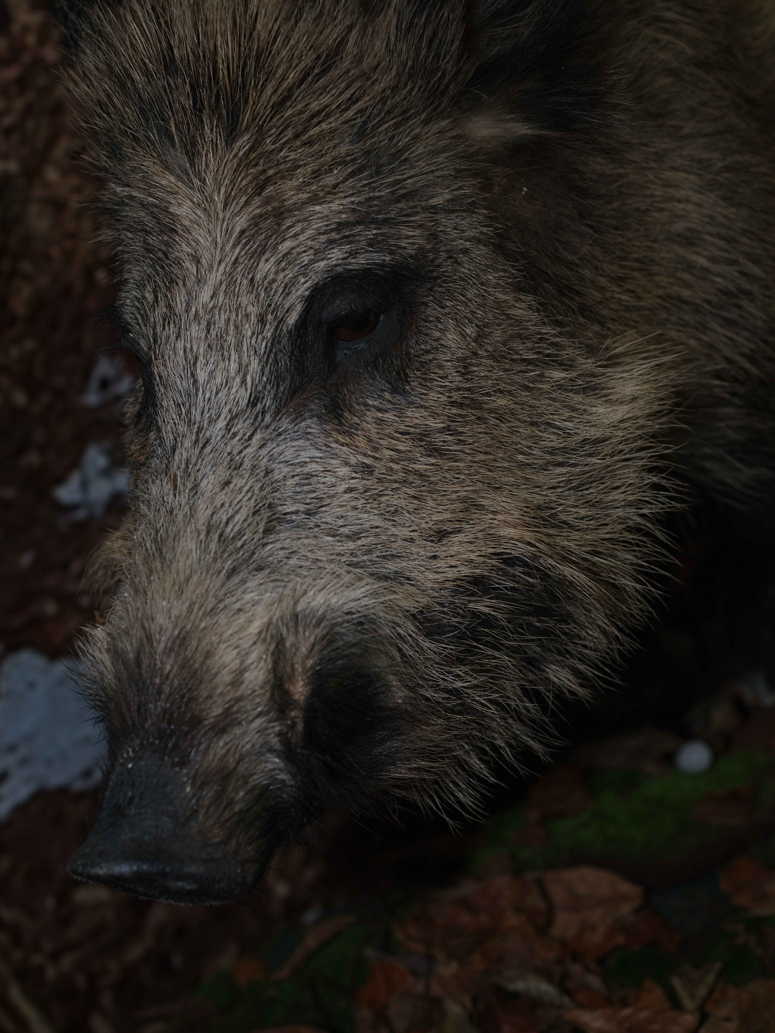 Antropocen (ongoing). Photographer, Documentary and Art