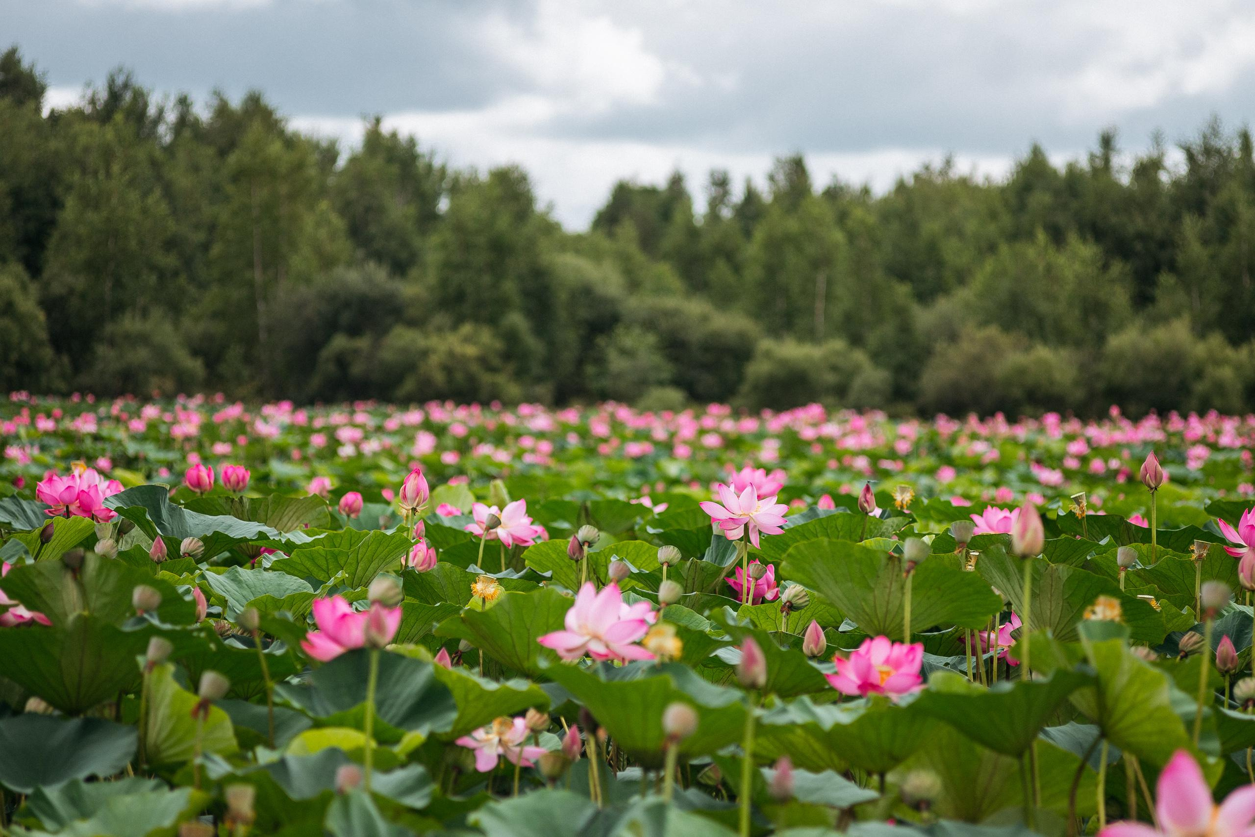 АМУР РЕЗОРТ. СВОИ. ФОТООТЧЕТЫ-СОБЫТИЯ-МЕСТА