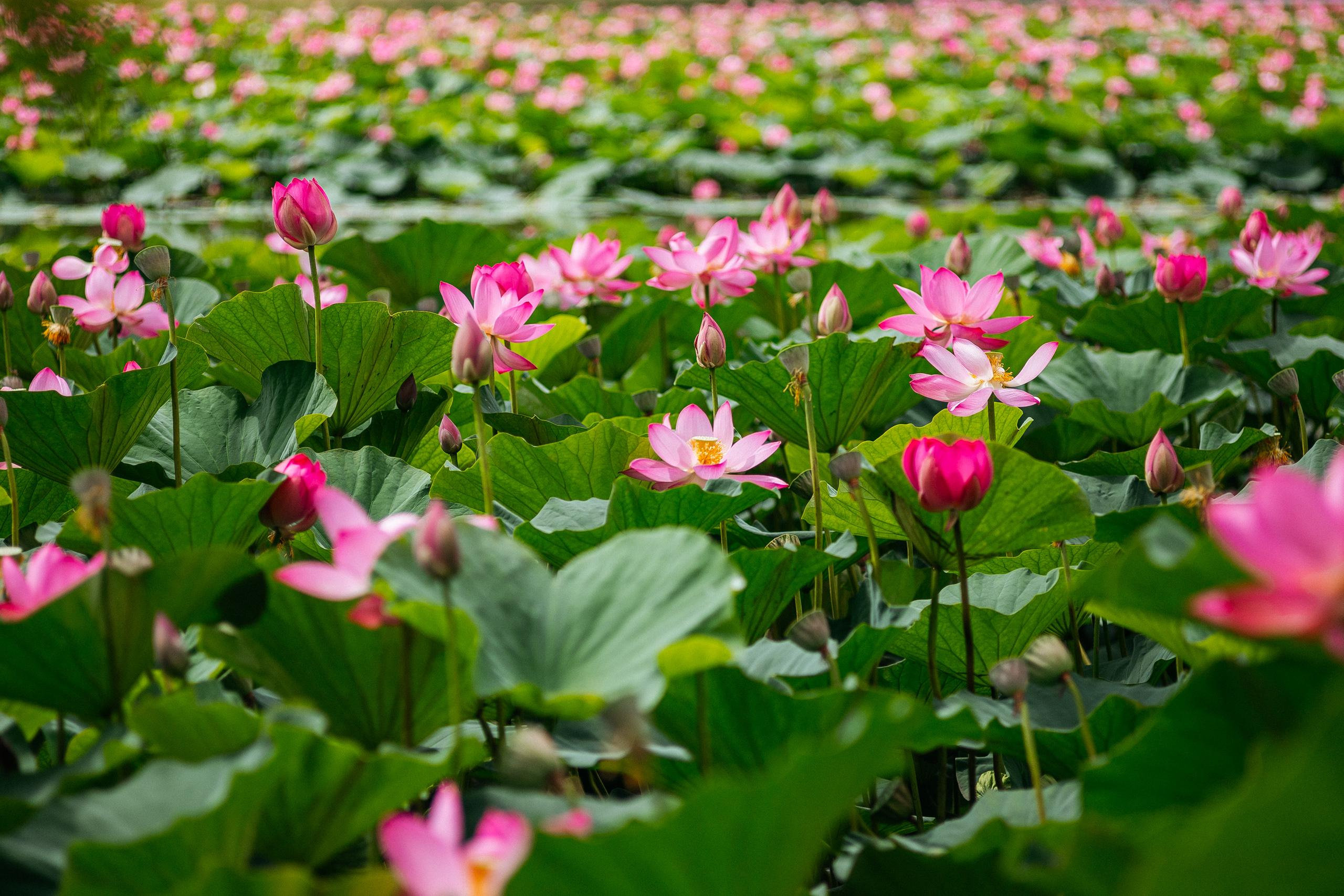 АМУР РЕЗОРТ. СВОИ. ФОТООТЧЕТЫ-СОБЫТИЯ-МЕСТА