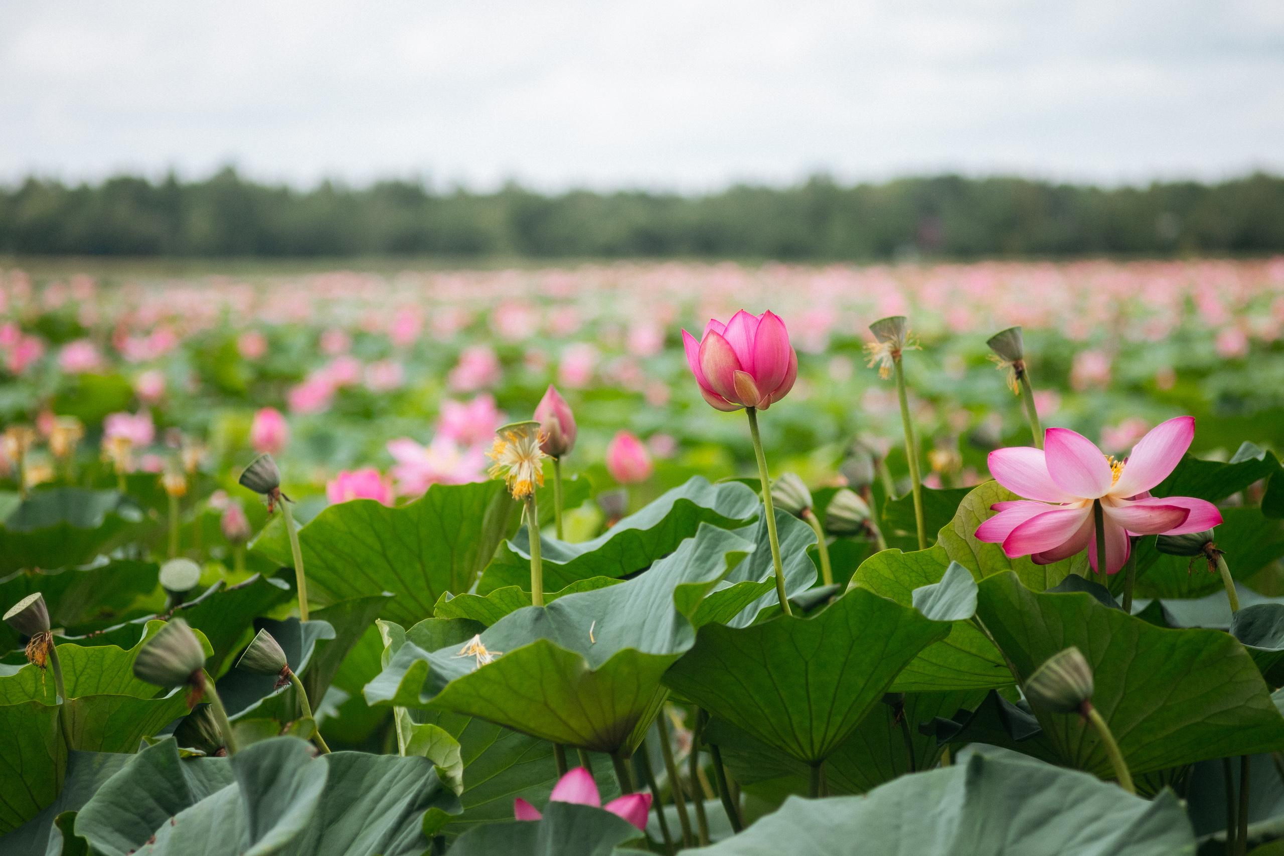 АМУР РЕЗОРТ. СВОИ. ФОТООТЧЕТЫ-СОБЫТИЯ-МЕСТА