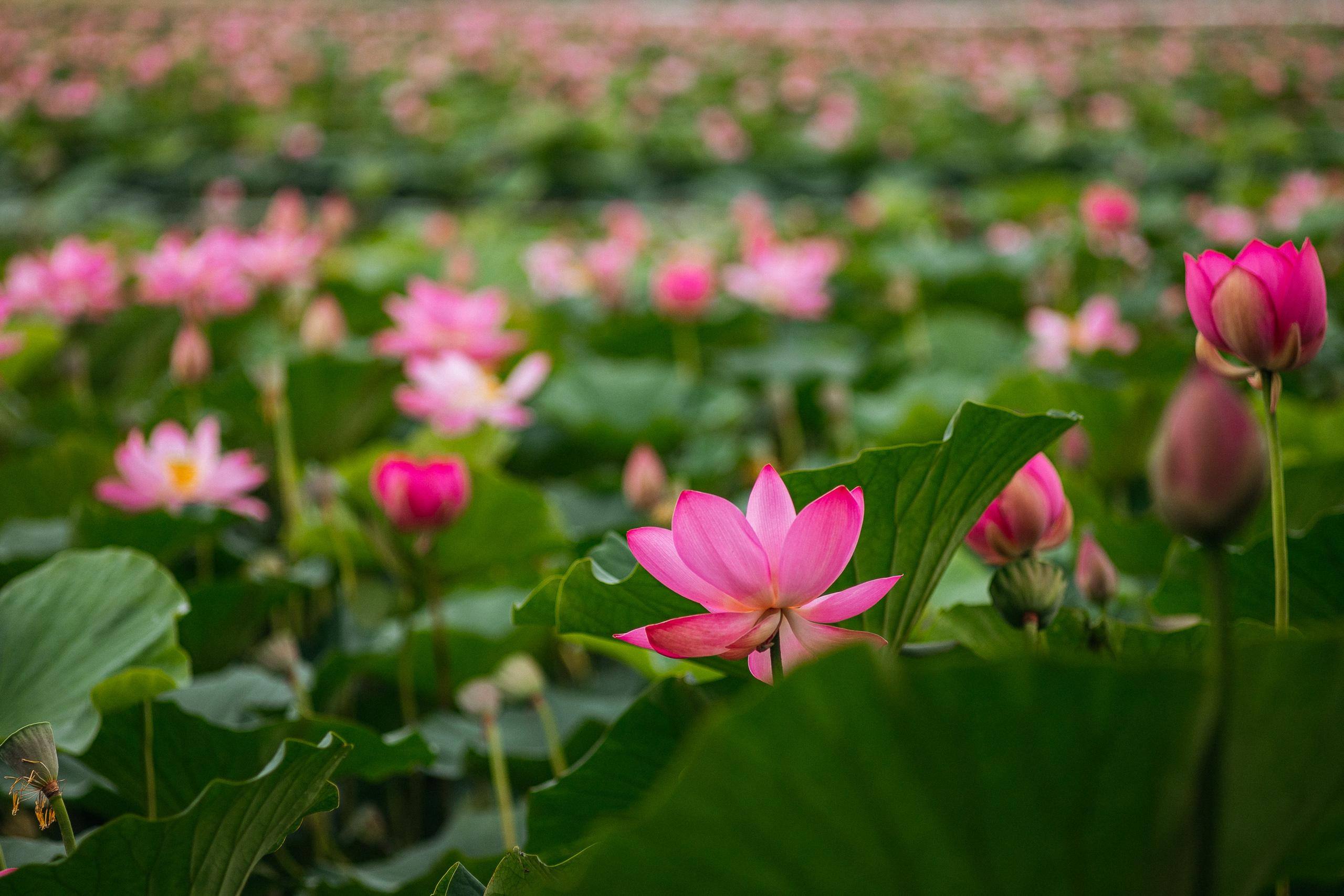 АМУР РЕЗОРТ. СВОИ. ФОТООТЧЕТЫ-СОБЫТИЯ-МЕСТА