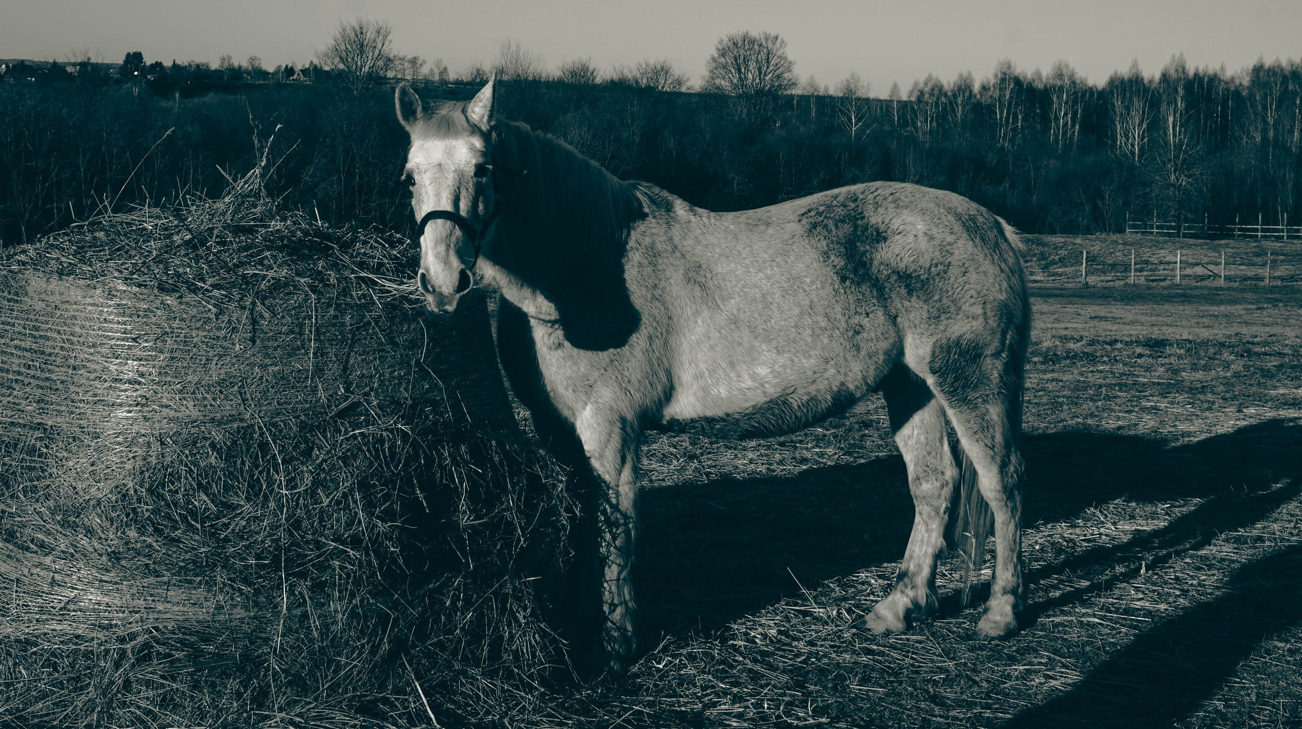 Федор Ратчин — фотограф