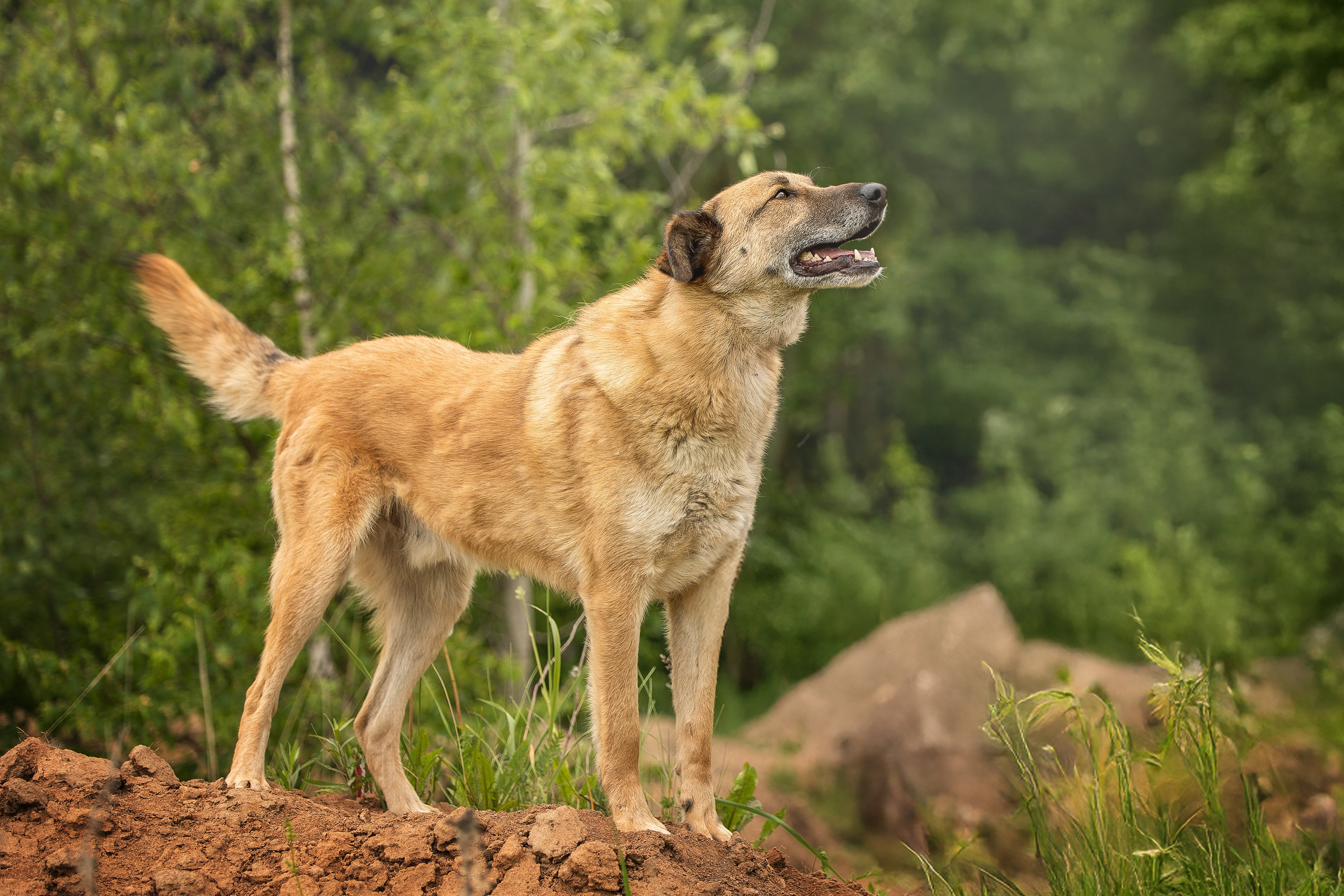 ИЩУТ ДОМ. Фотограф-анималист в Москве и Подмосковье