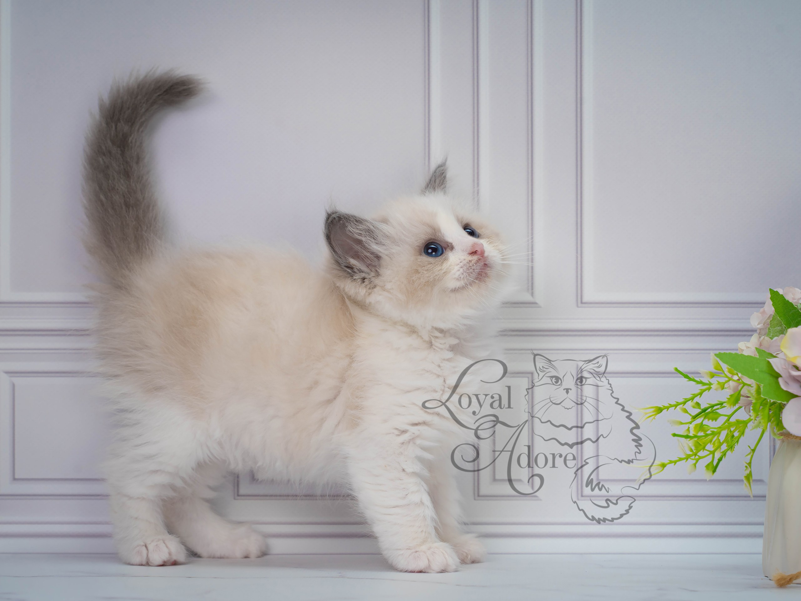 Котята рэгдолл от Loyal Adore. Питомник рэгдолл Loyal Adore
