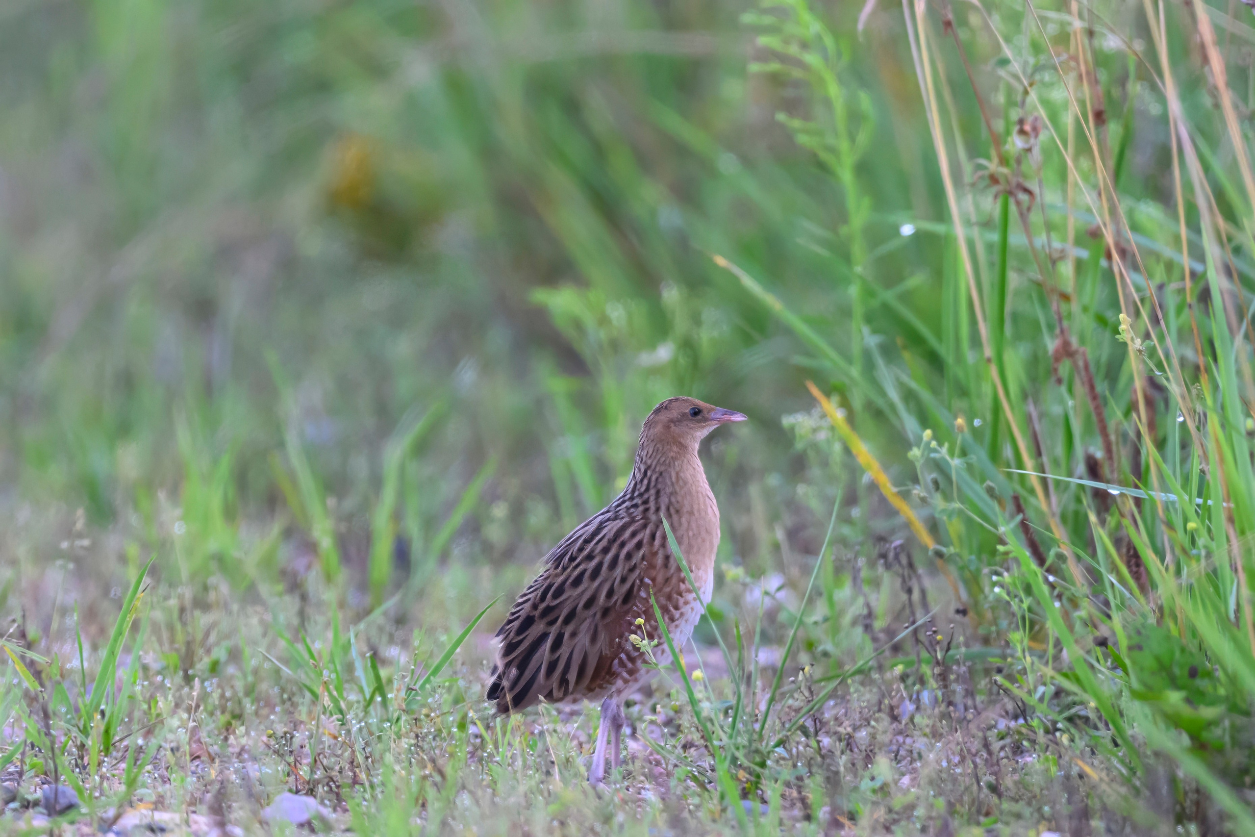 Коростель учится летать. Wildlife photography by Sergey Puponin