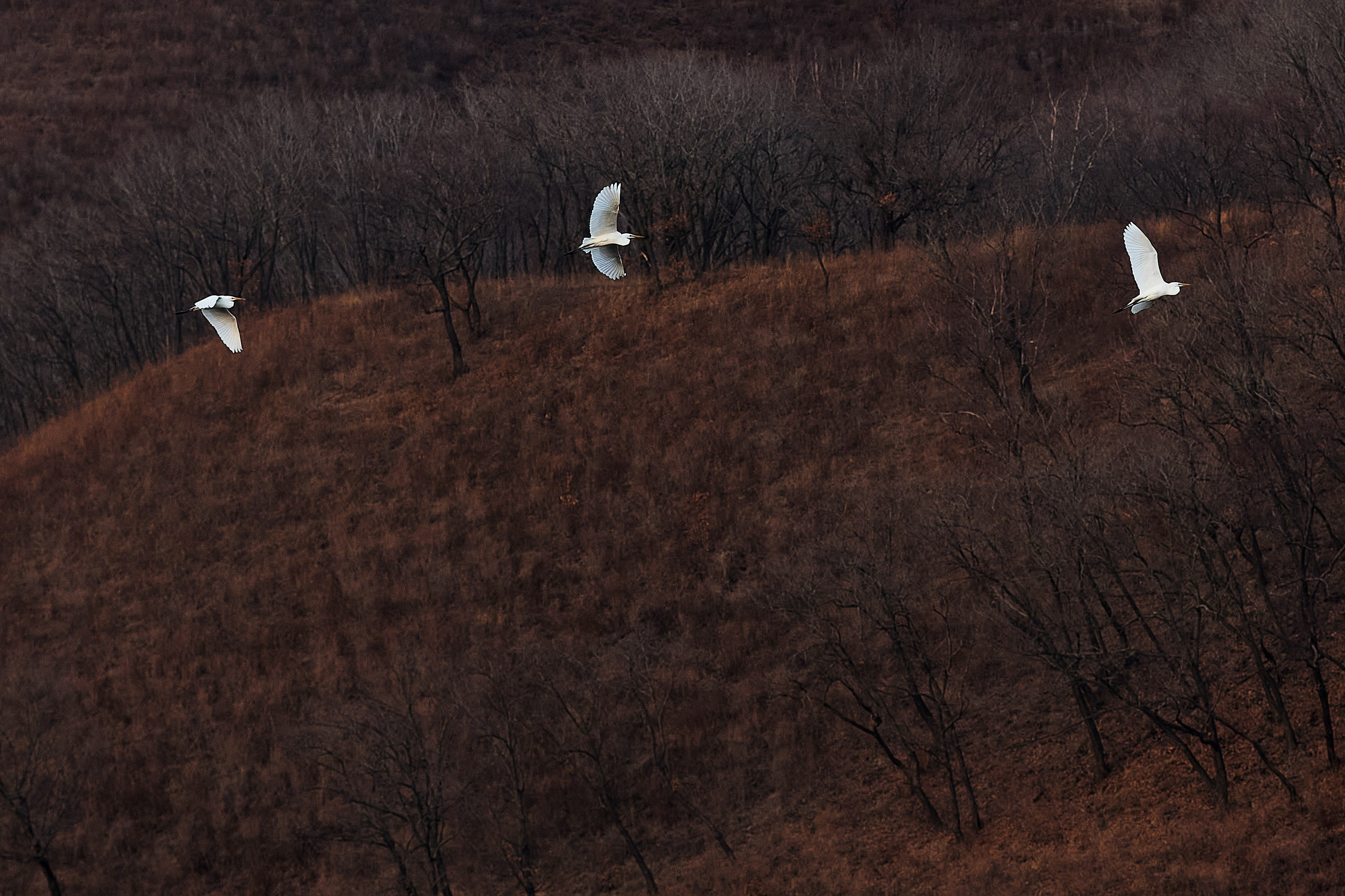 Скопление Гидры (Hydra Cluster, Abell 1060)