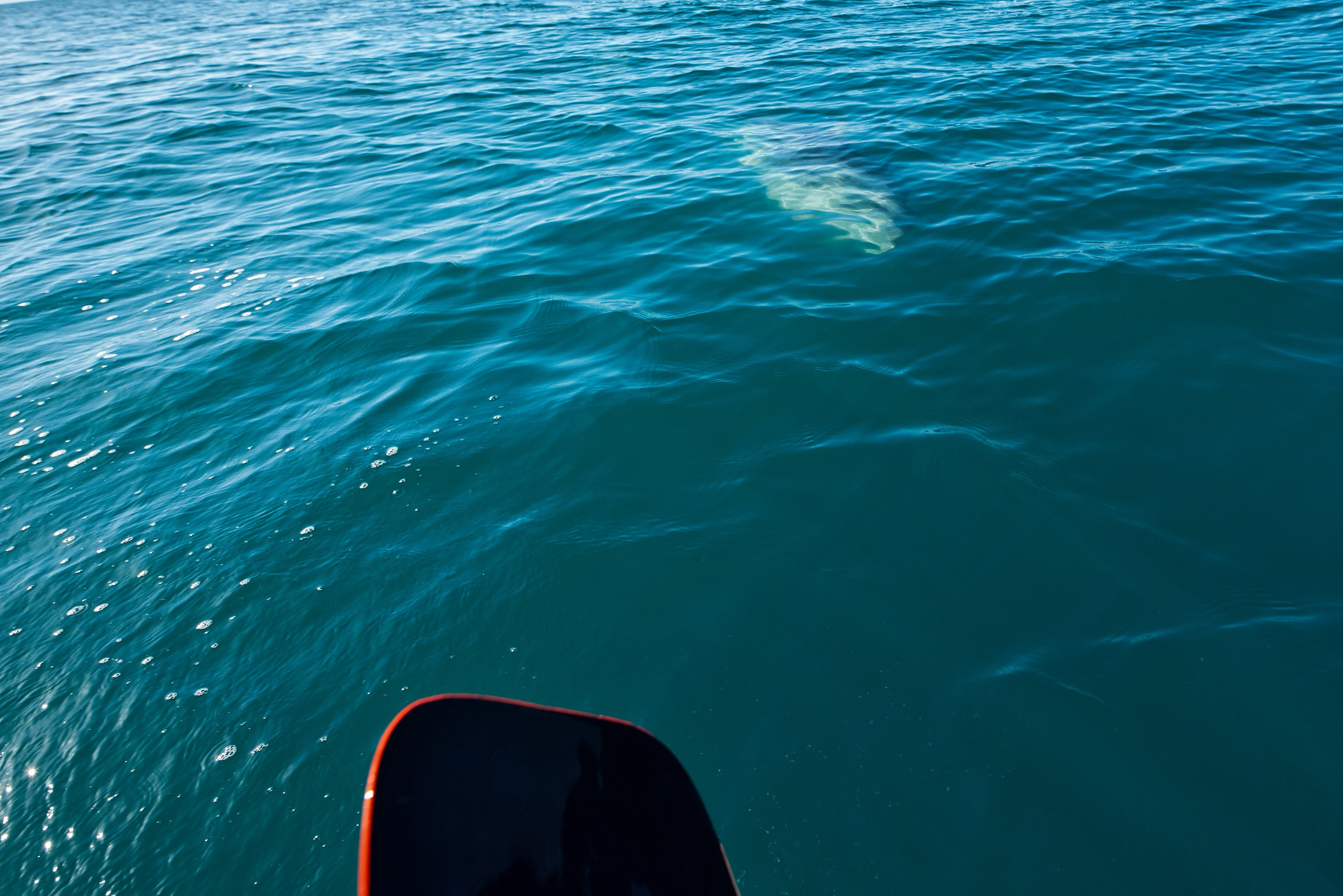 дельфин между Южной Озереевкой и Дюрсо