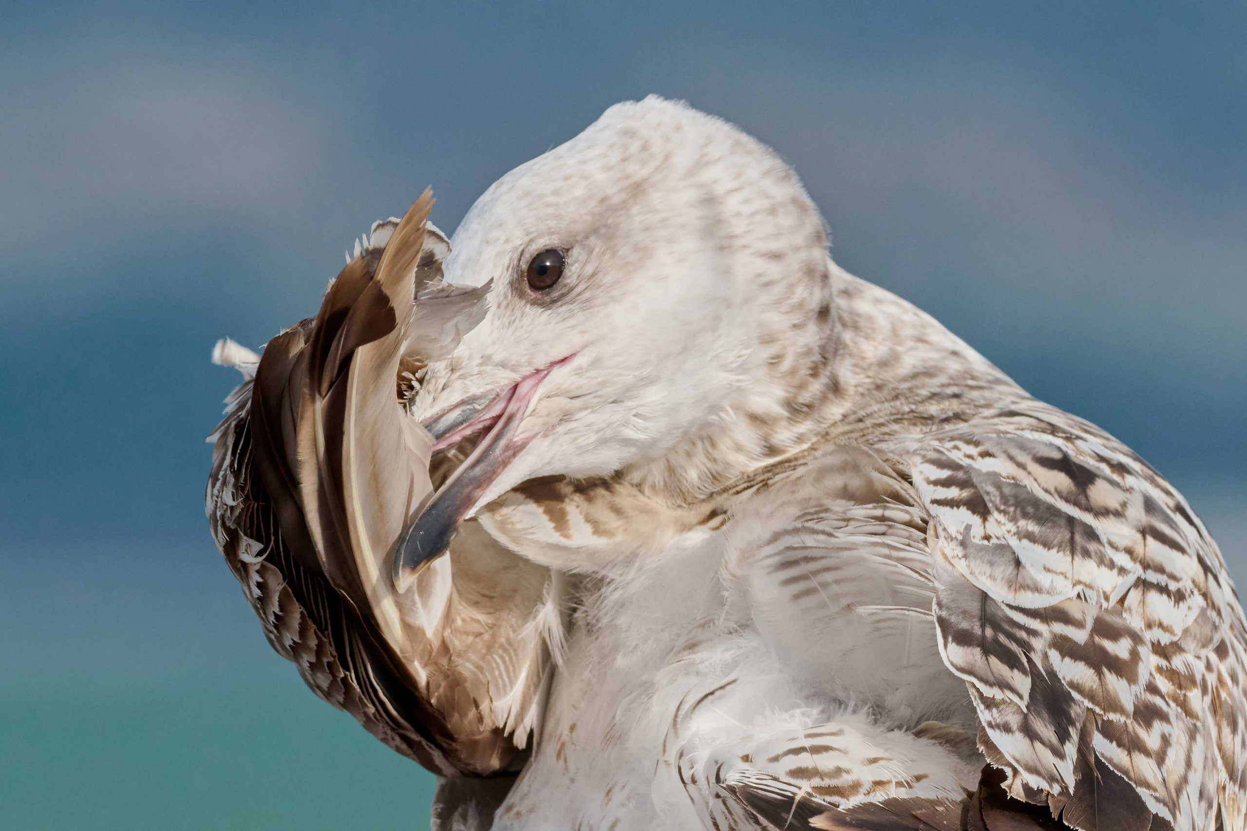 Фотографии животных. Яркие фото на Чёрном море