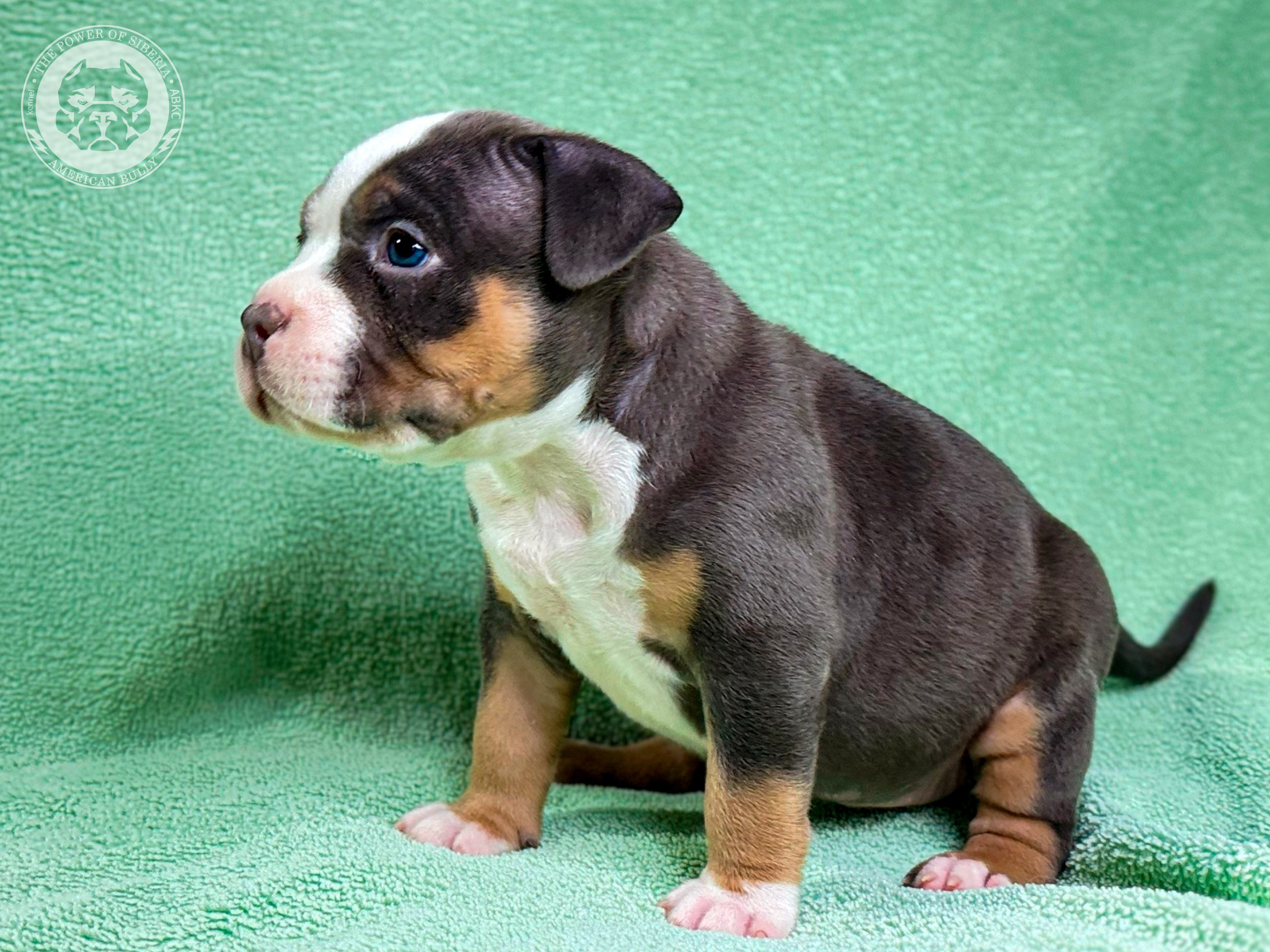 Все свободные щенки. Американский Булли в г. Ростов-на-Дону. Питомник THE POWER OF SIBERIA