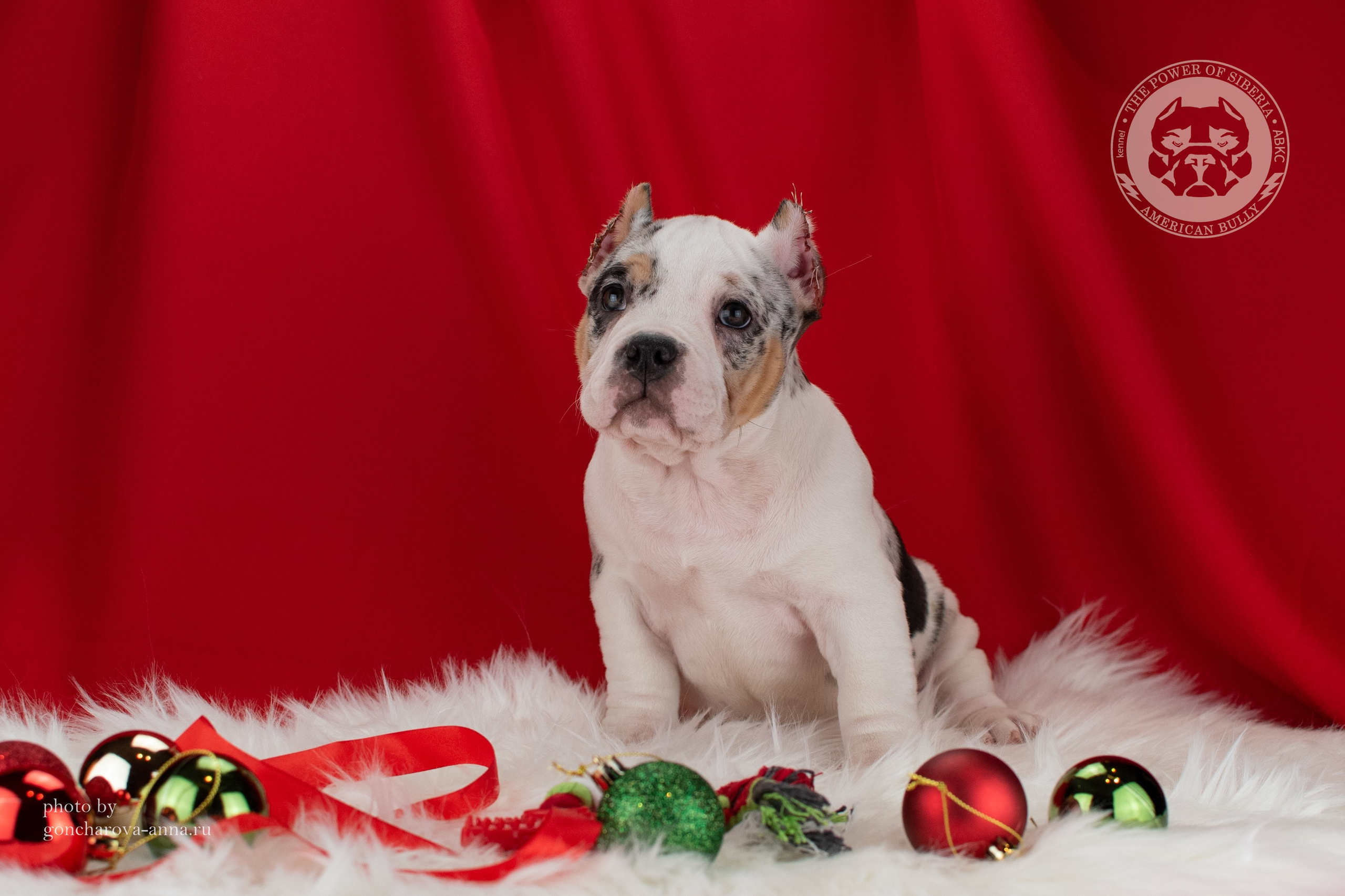 продажа щенков амбулли в Екатеринбурге