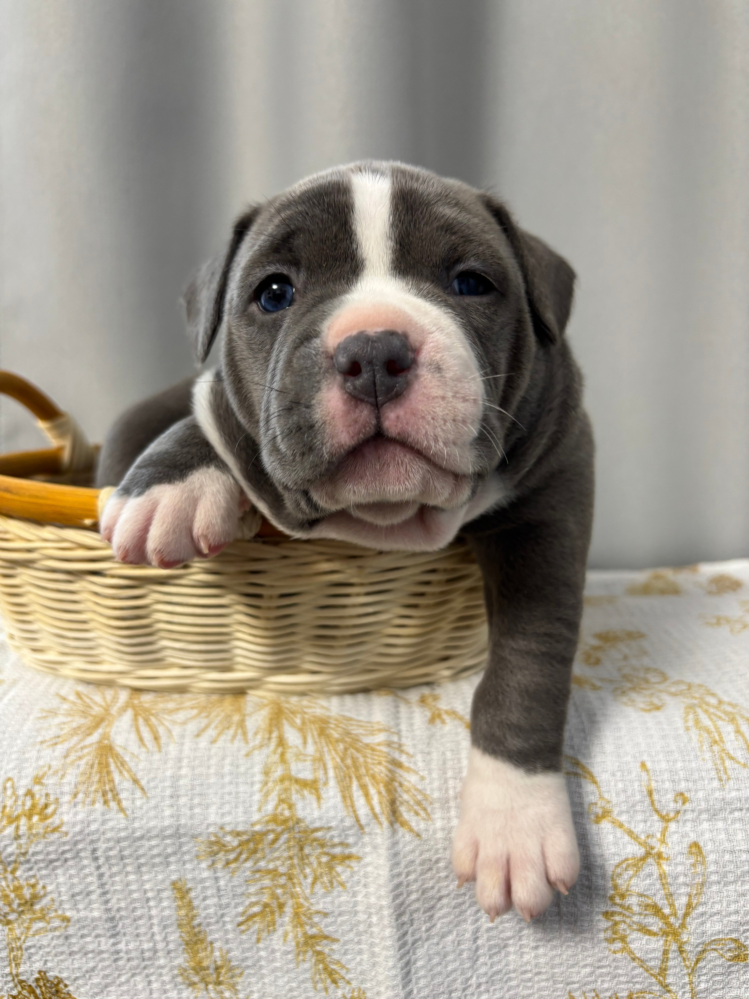 Помет Рич и Дося 04.02.25. Американский Булли в г. Ростов-на-Дону. Питомник THE POWER OF SIBERIA