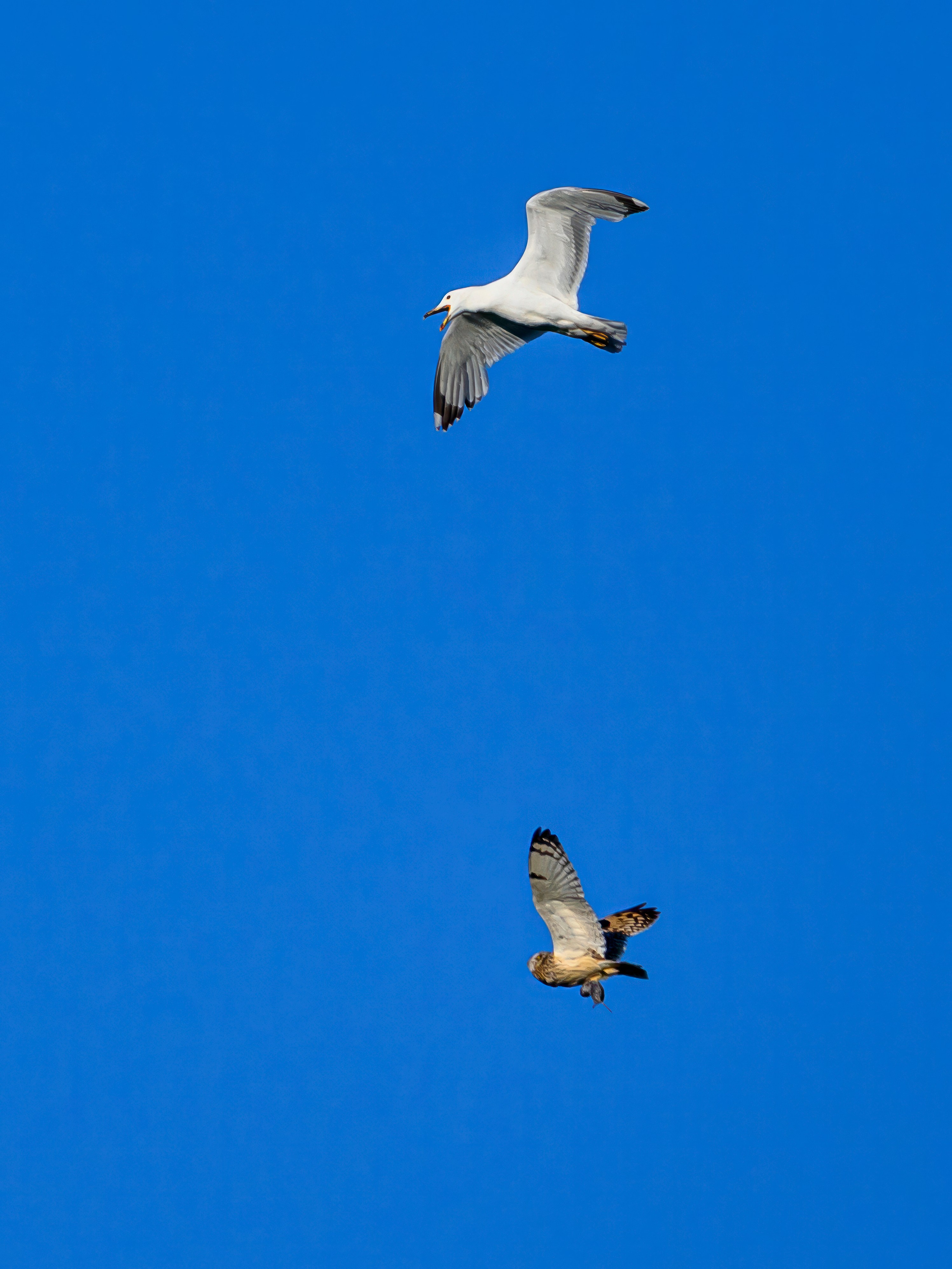 Охота сов и разбой средь бела дня!. Wildlife photography by Sergey Puponin