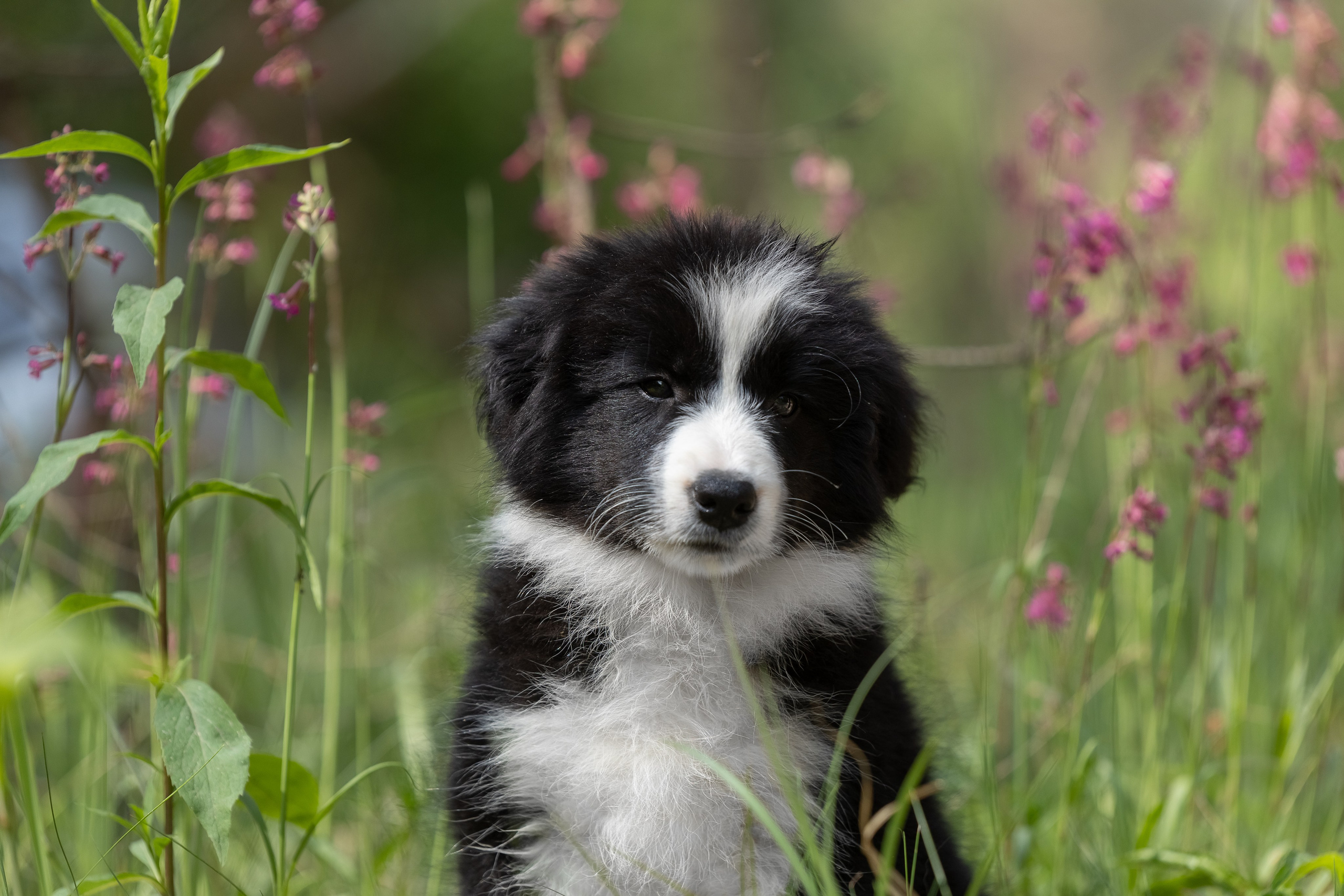 Бордеры. Купить щенка Вельш-корги-кардиган в семейном питомнике — Ice Fantasy