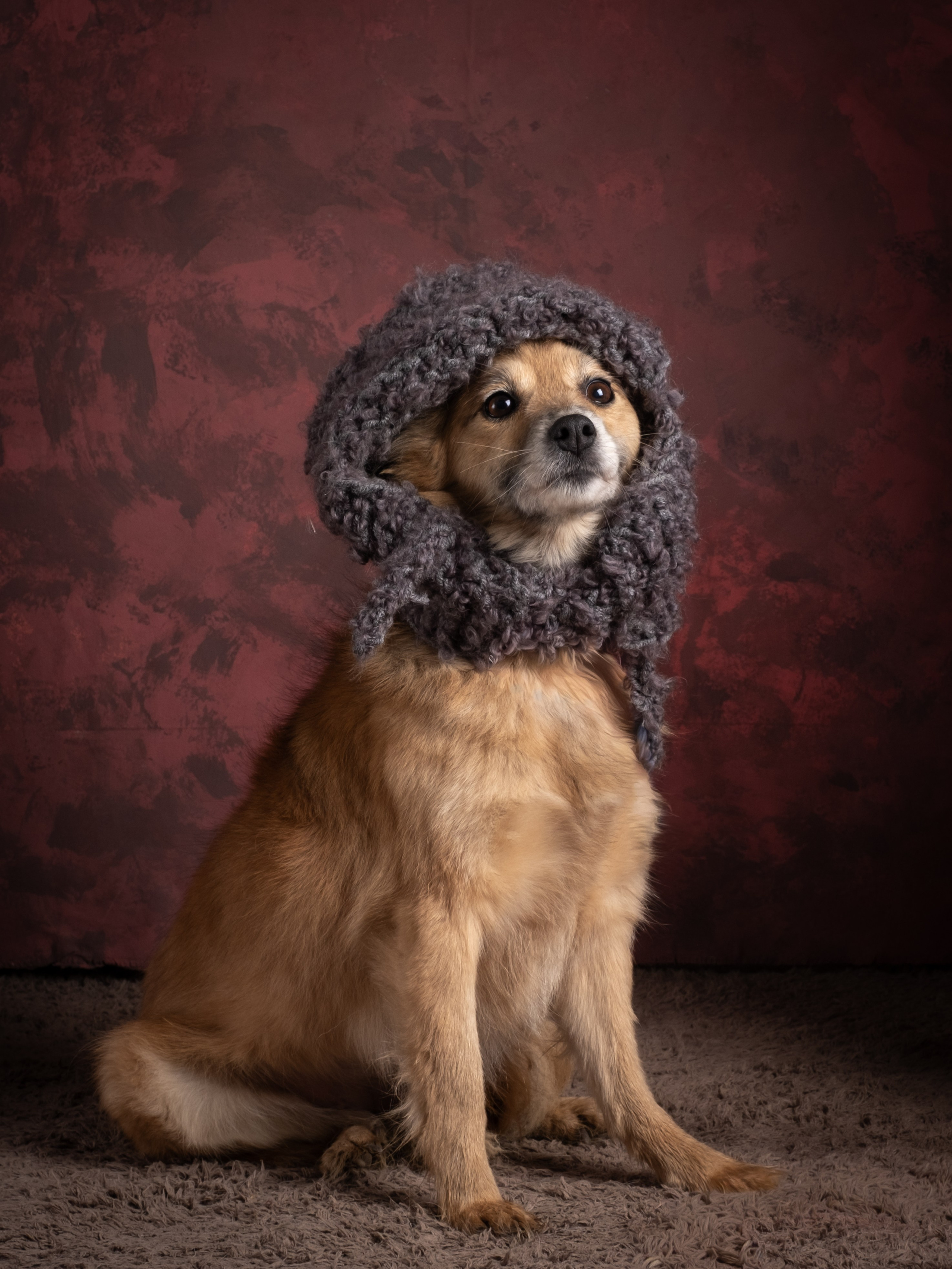 Съемки для пристройства!. Зоофотограф, фотограф животных в Москве и области Дина Дамоцева