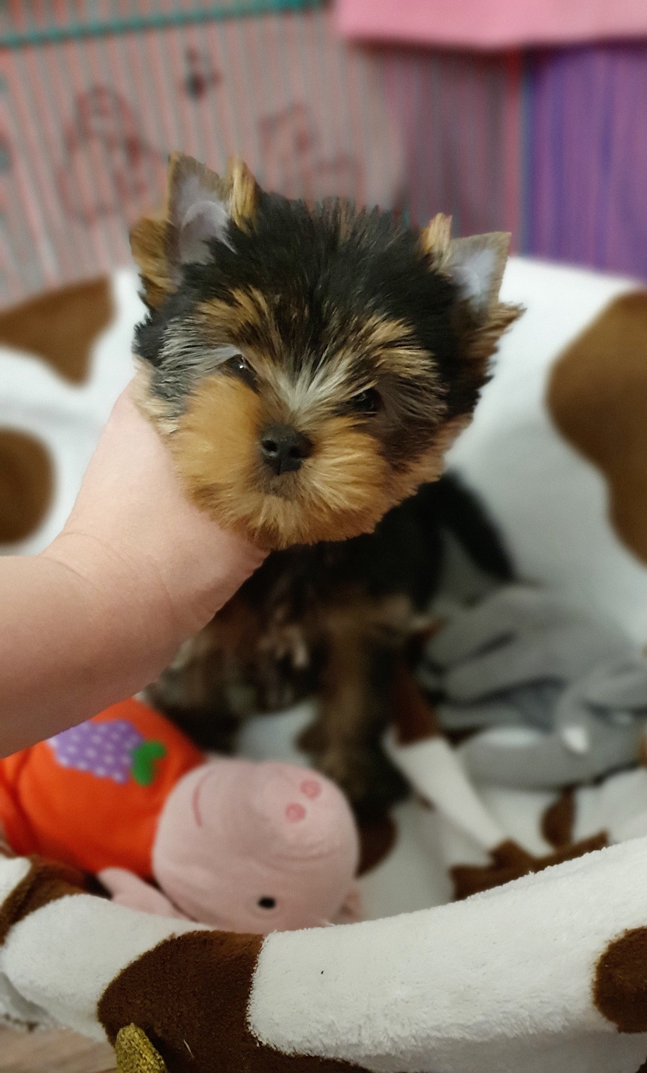 Щенки йоркширского терьера. Питомник Воле'Т Шоу Vole'T Shou. Йоркширский терьер — питомник йоркширских терьеров Vole'T Shou