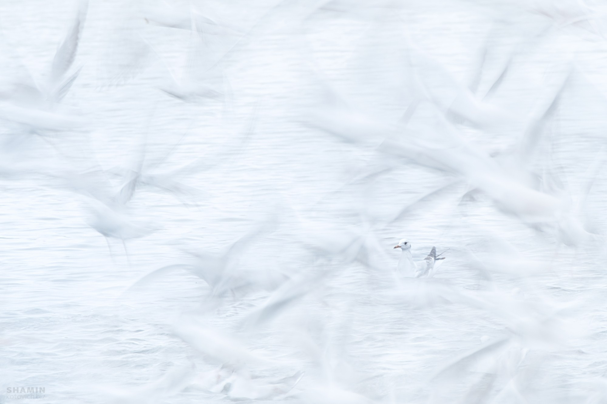 Проект 365. Фотограф Константин Шамин