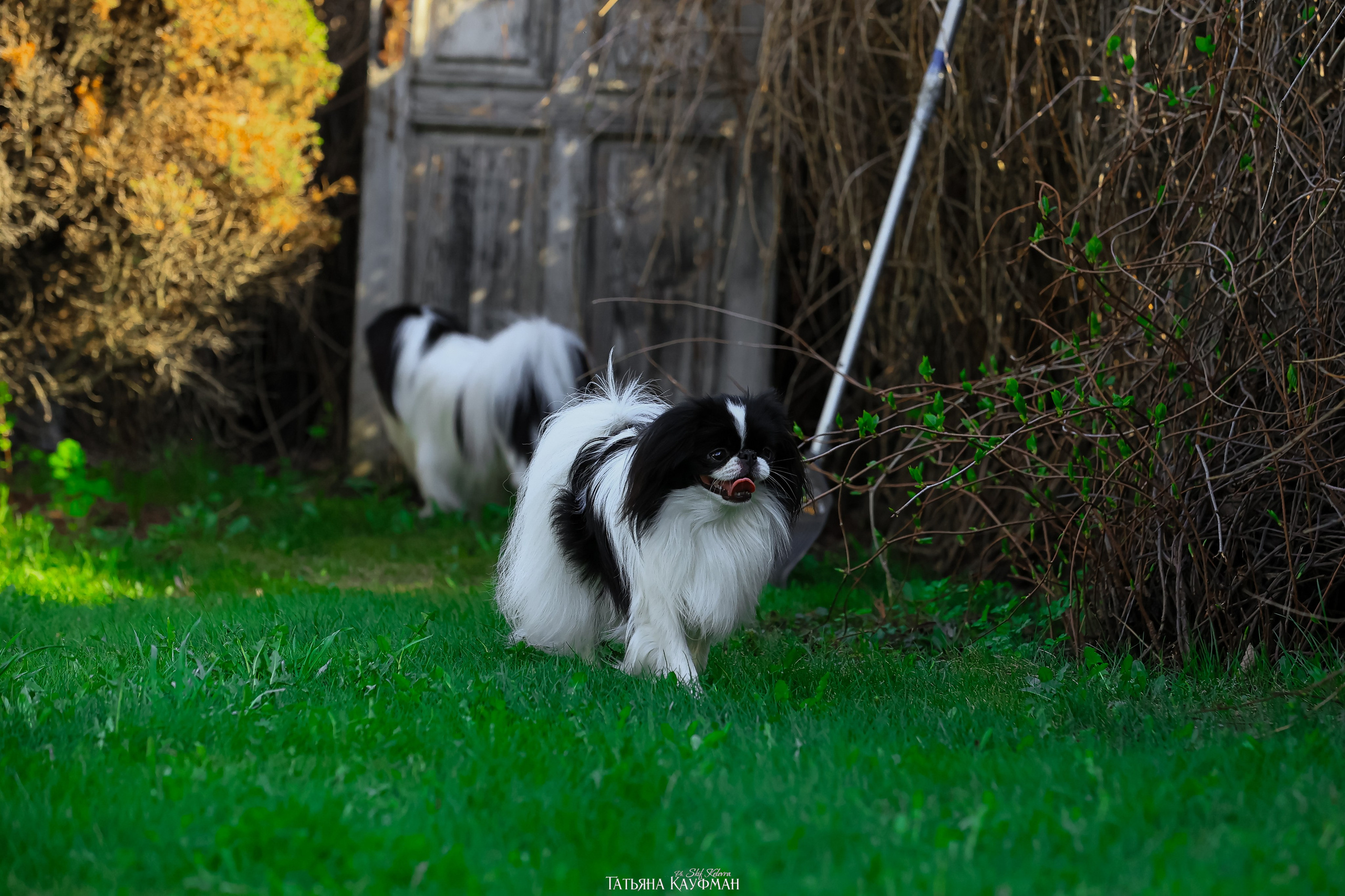 Японский хин, фотография японский хин, собака в цветах, красивая собака, фотограф анималист, фотокурс Анималистика, научиться фотографировать собак, фотограф Новосибирск