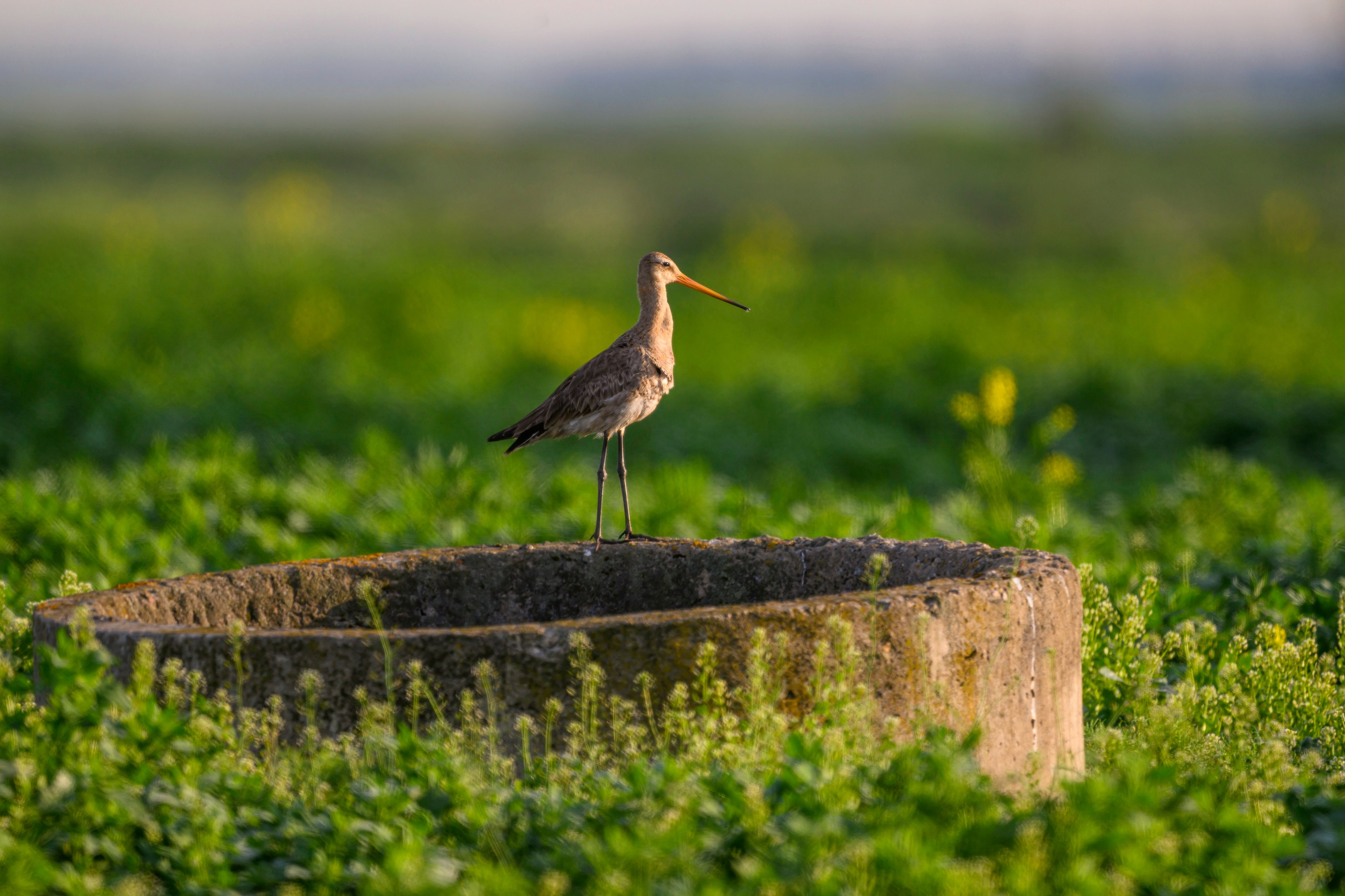 Лето. Фотограф Сергей Пупонин