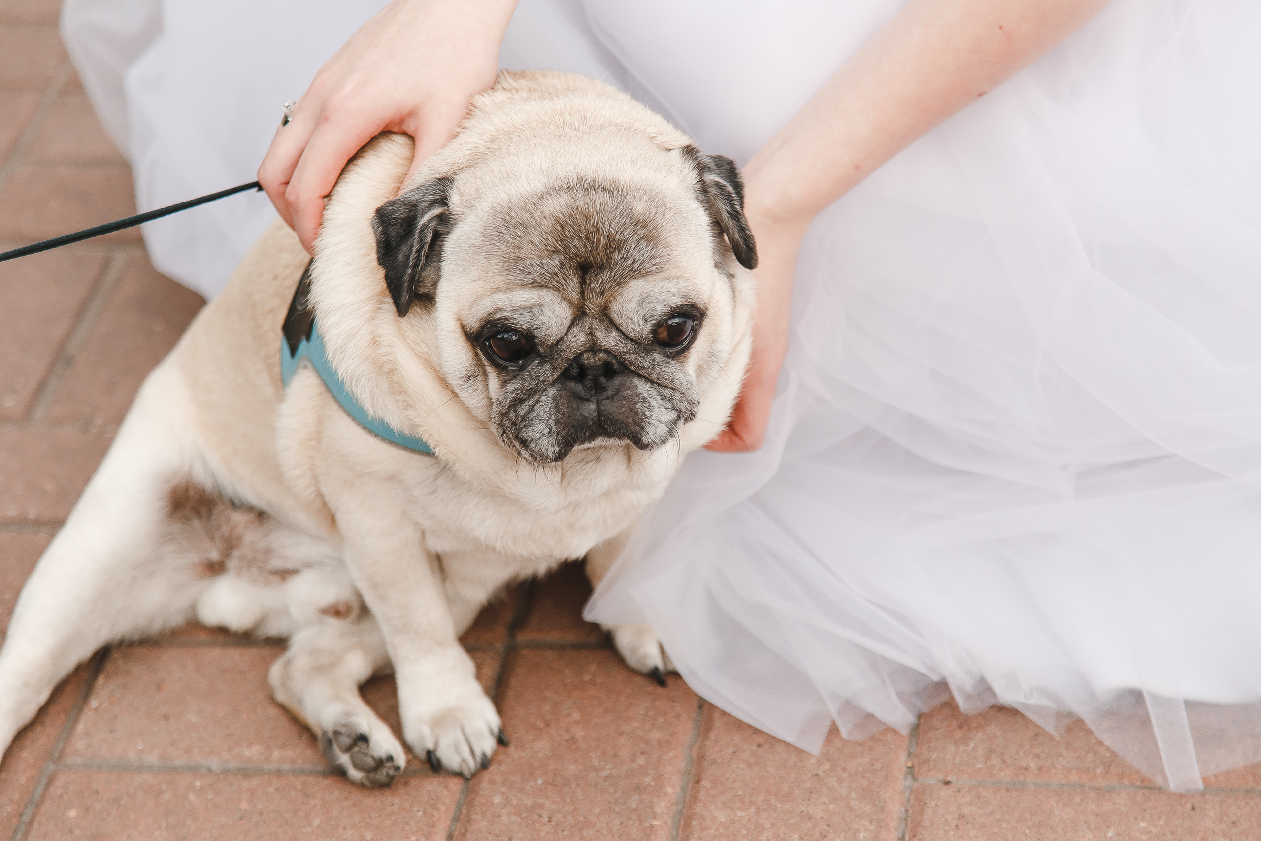 Свадебная фотосессия — ЗАГС Центрального района