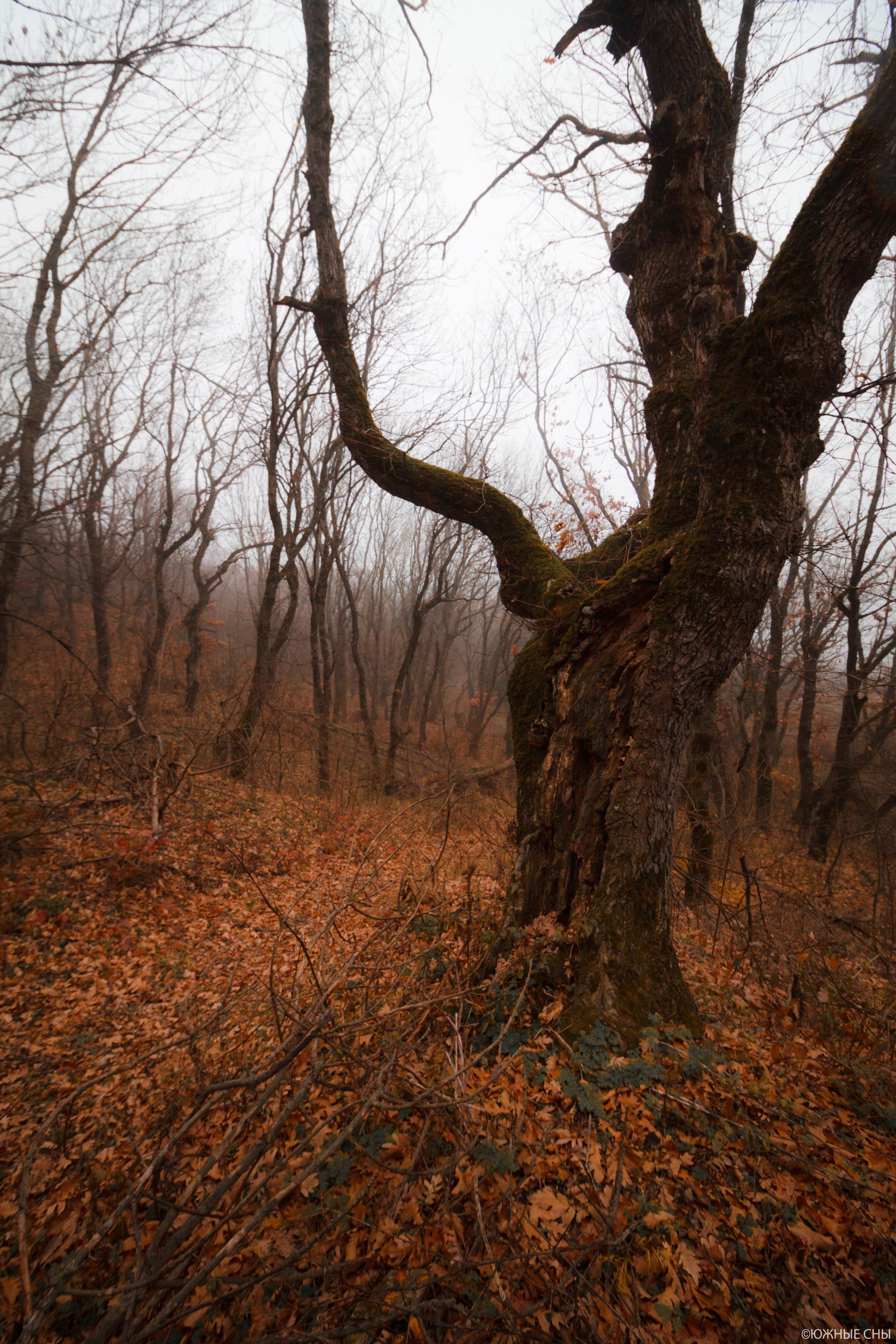 Дерево в лесу у подножия Бештау