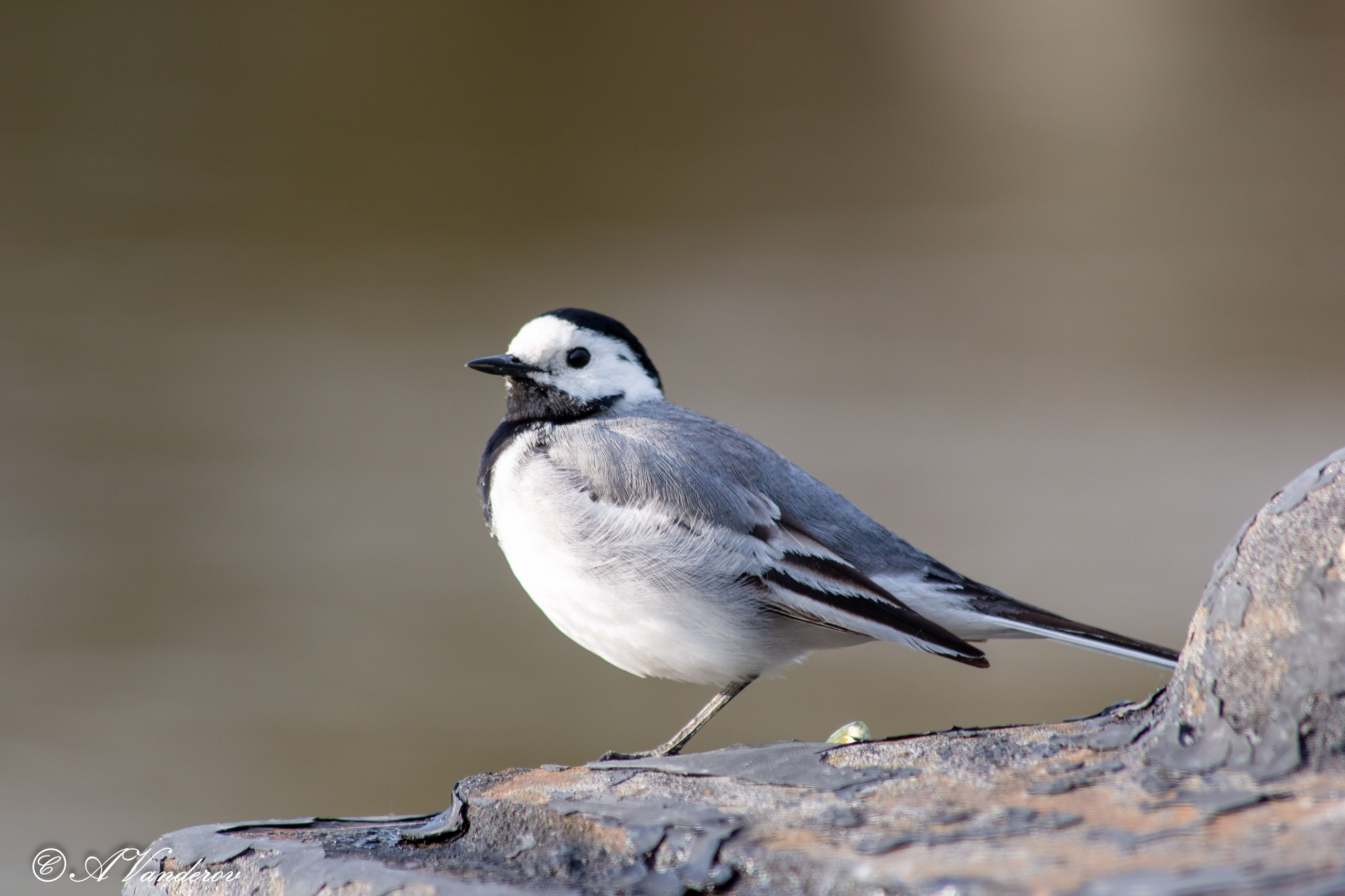 Прогулка 22.05.2024. Фотограф Омск | Александр Вандеров