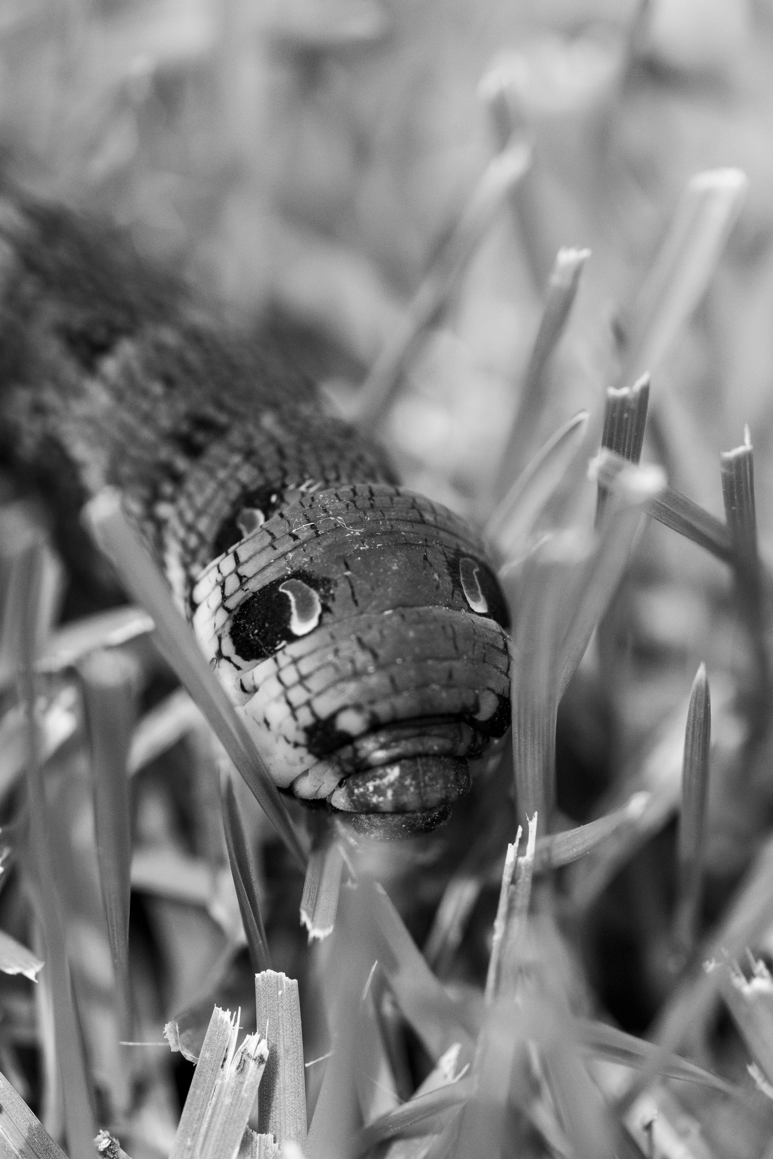Live is still a garden, don’t say otherwise (2023-2026). Вероника Трубникова — фотохудожница / Veronika Trubnikova — photoartist