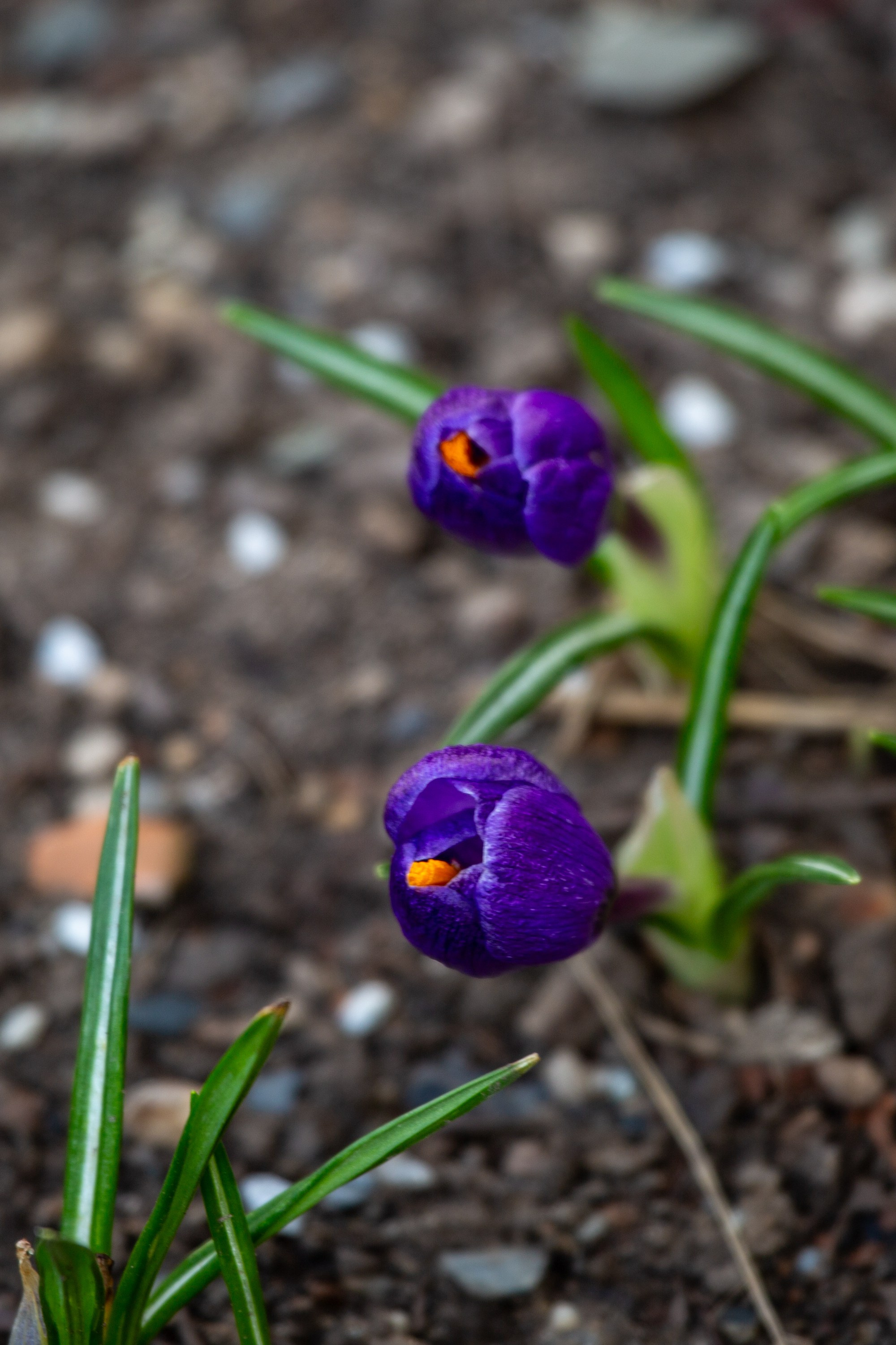 Весенняя фотопрогулка. Главная