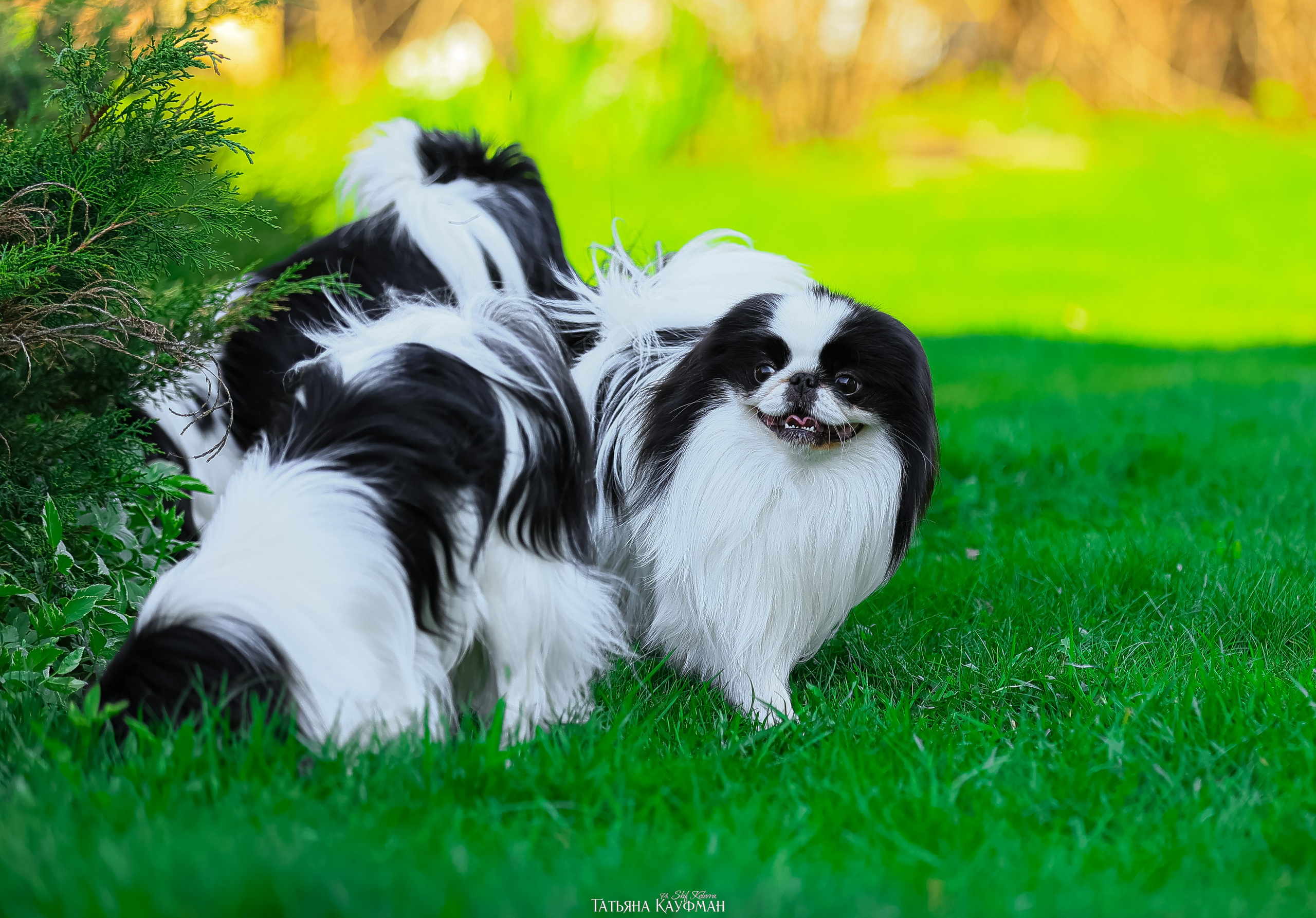 Японский хин, фотография японский хин, собака в цветах, красивая собака, фотограф анималист, фотокурс Анималистика, научиться фотографировать собак, фотограф Новосибирск