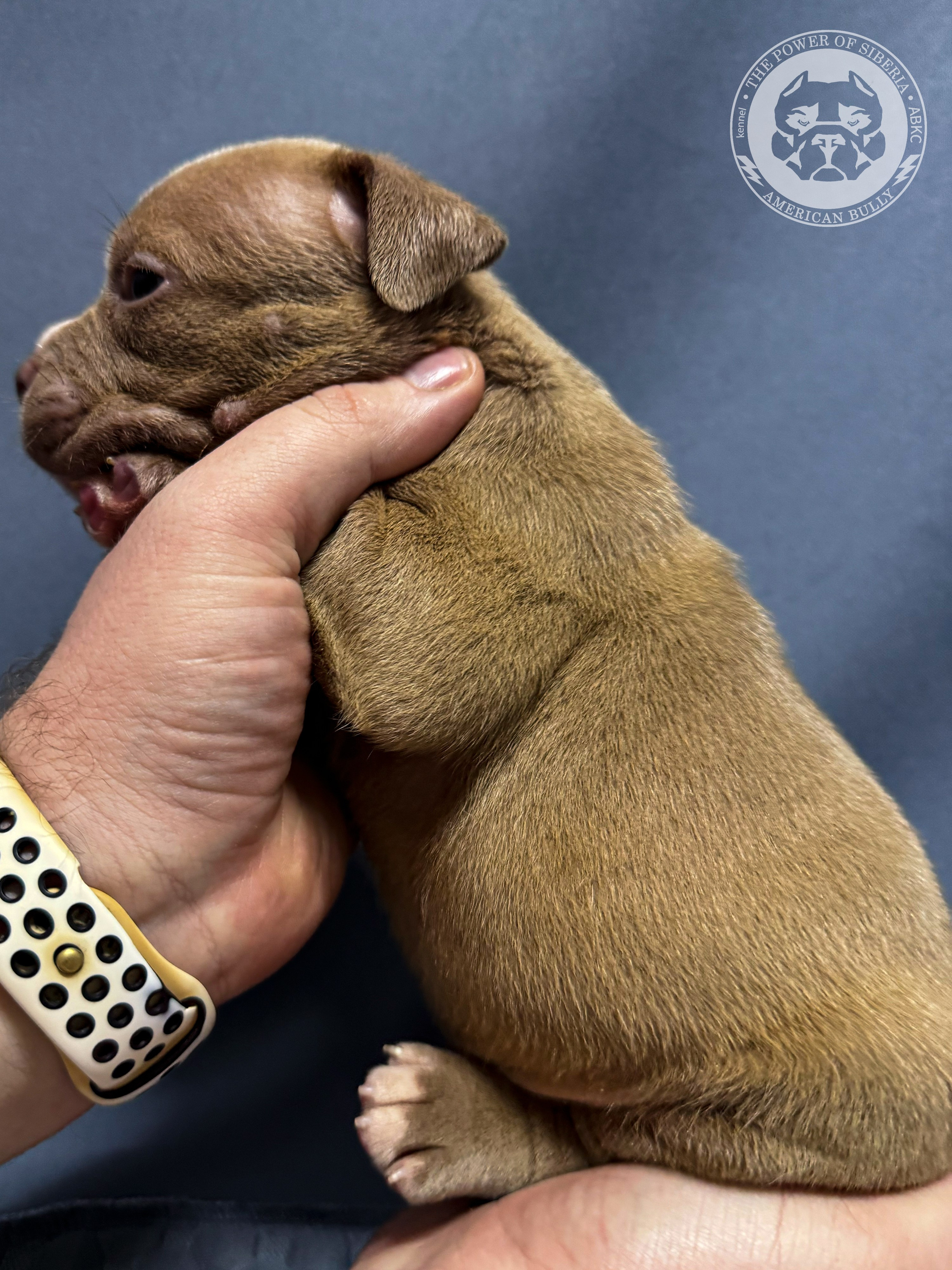 Все свободные щенки. Американский Булли в г. Ростов-на-Дону. Питомник THE POWER OF SIBERIA