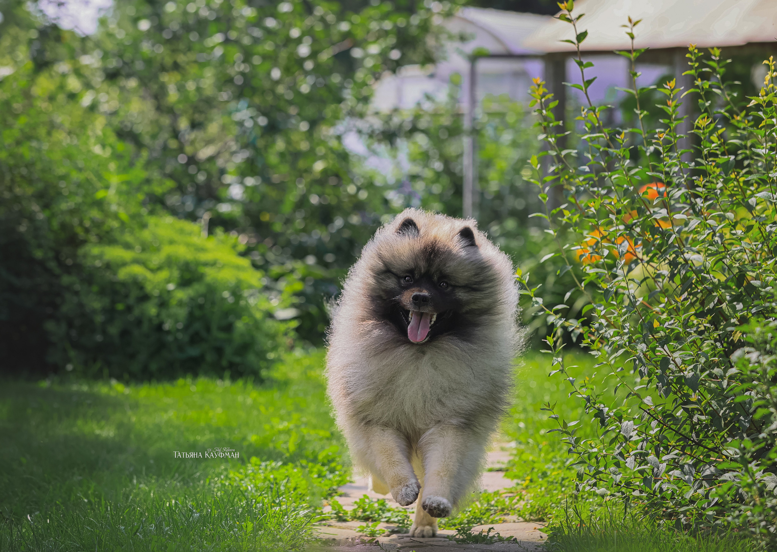 Вольф шпиц, кеесхонд, фотография шпица, красивая собака, фотограф анималист, фотокурс Анималистика, научиться фотографировать собак, фотограф Новосибирск