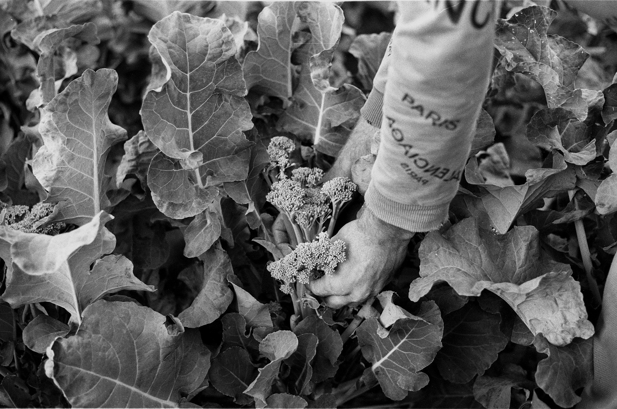 SuperFoodFarm. The history of the farm. Another person Pavel Potseluev. A photographer in 2025